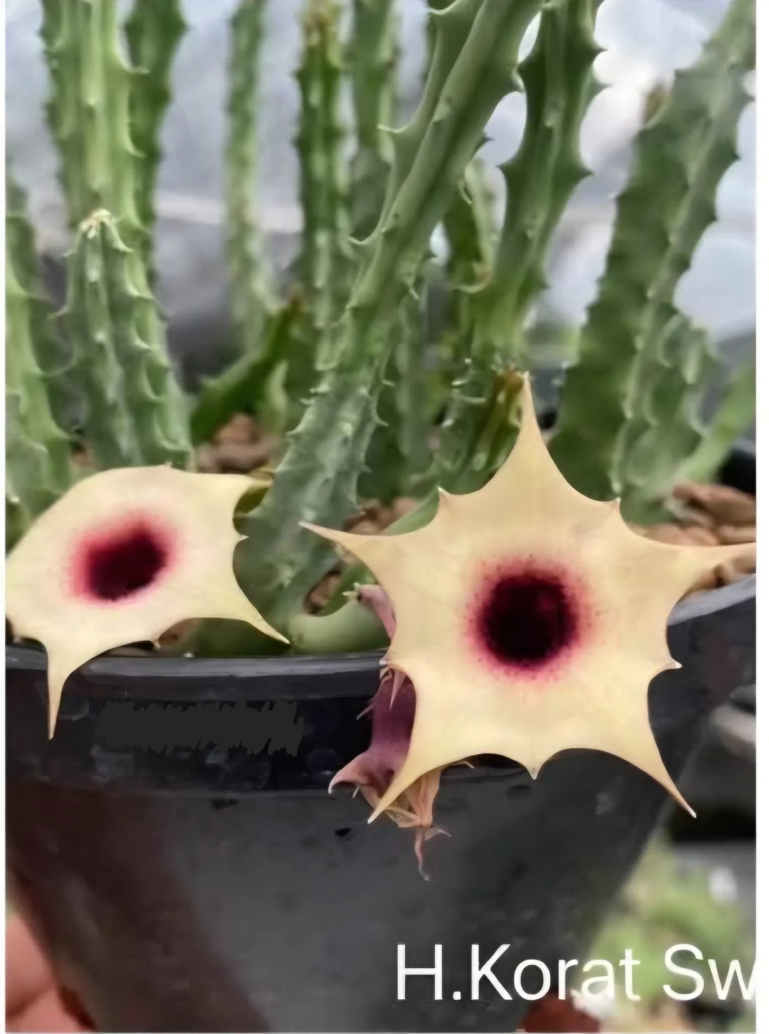 HUERNIA KORAT SWEET GIRL