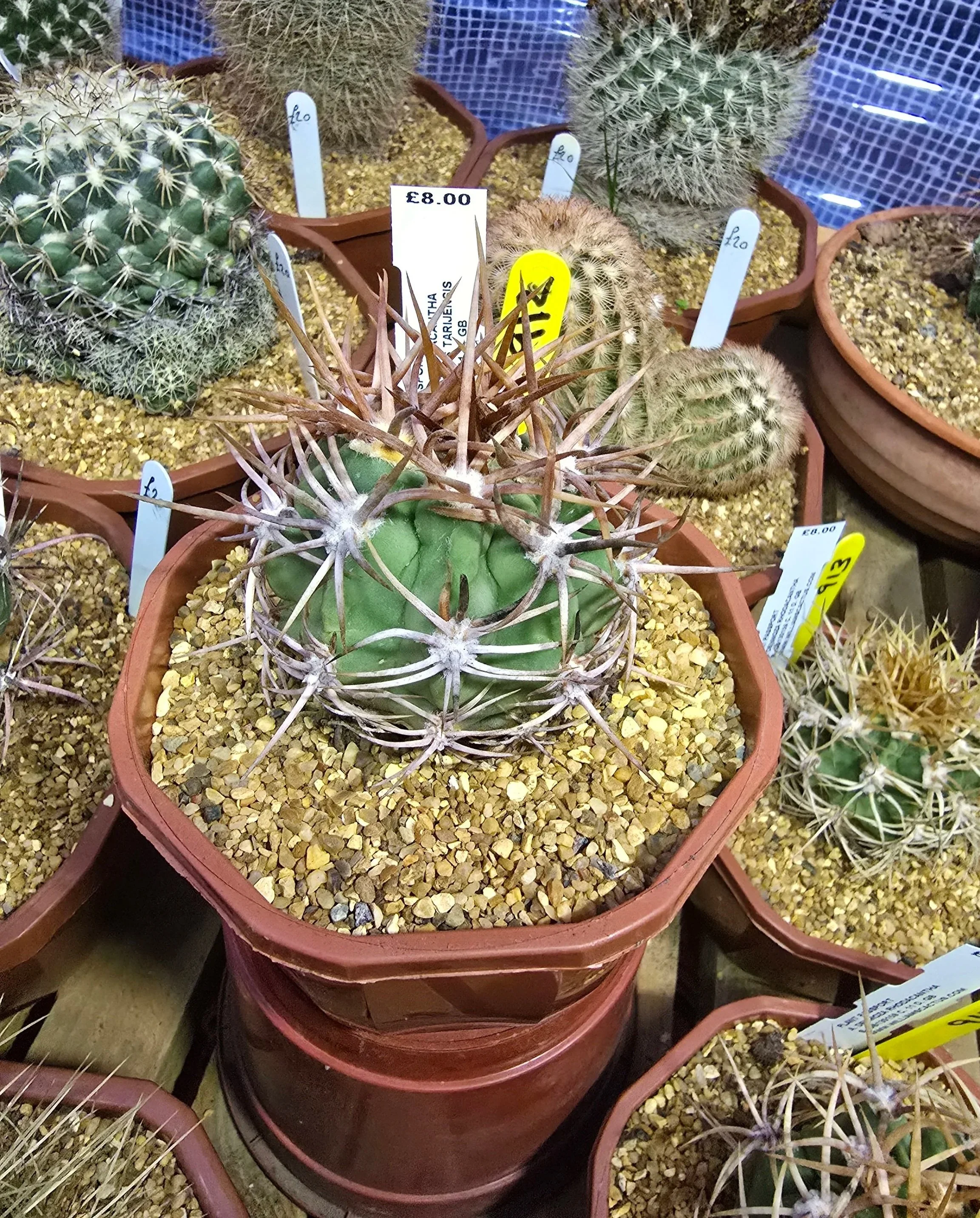 DENMOZA RHODACANTHA x TRICHOCEREUS TARIJENSIS