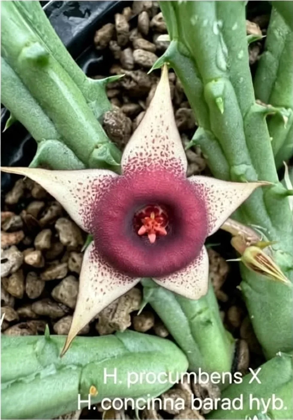 Huernia Procumbens x Huernia concinna barad Hybrid