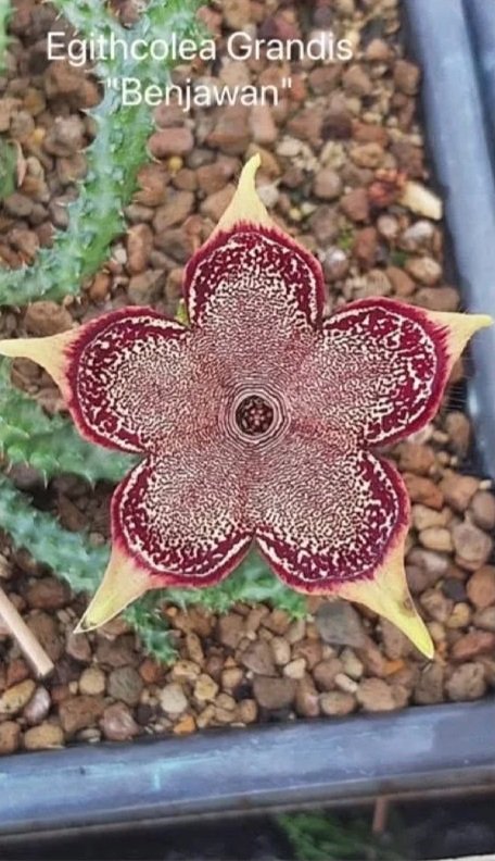 EDITHCOLEA GRANDIS BENJAWAN