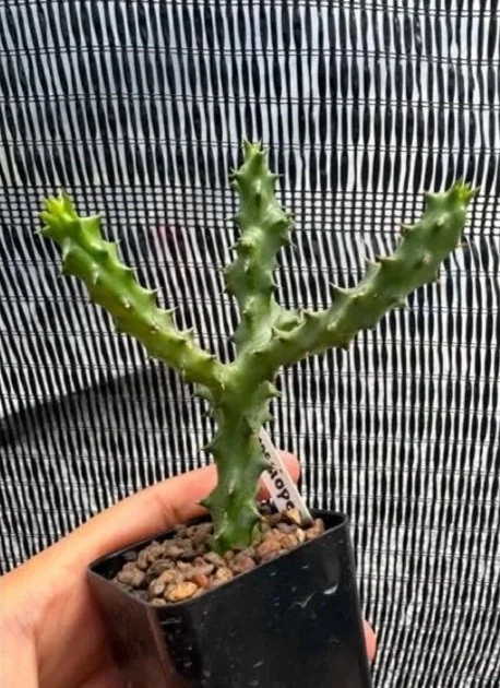 EDITHCOLEA+GRANDIS+CASSIOPEIA.jpg