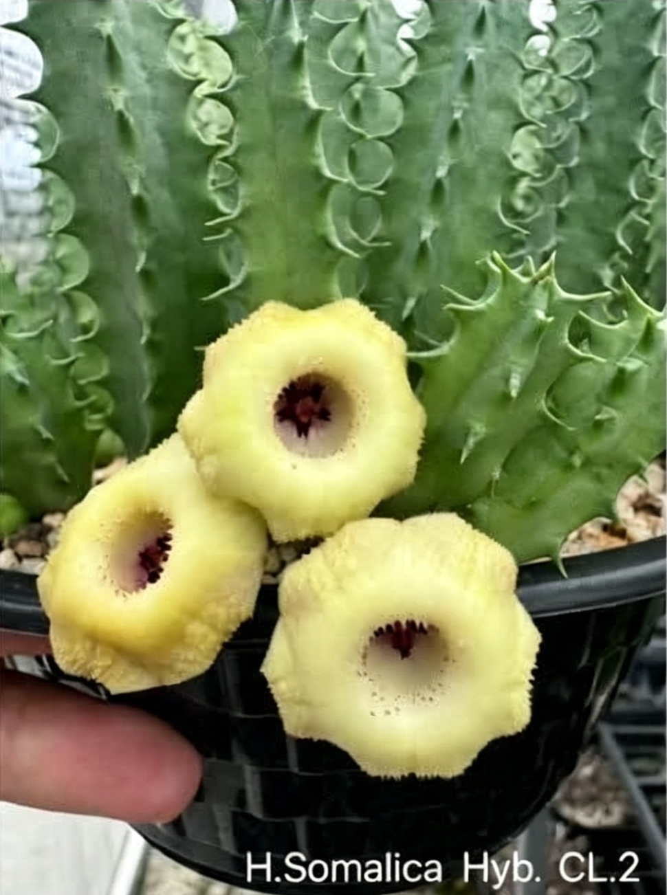HUERNIA+SOMALICA+HYBRID+CL.2.png