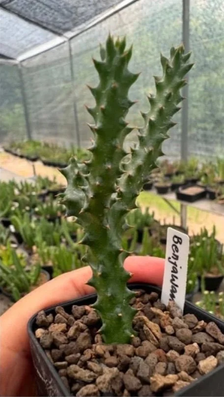 EDITHCOLEA+GRANDIS+%23BENJAWAN.jpg