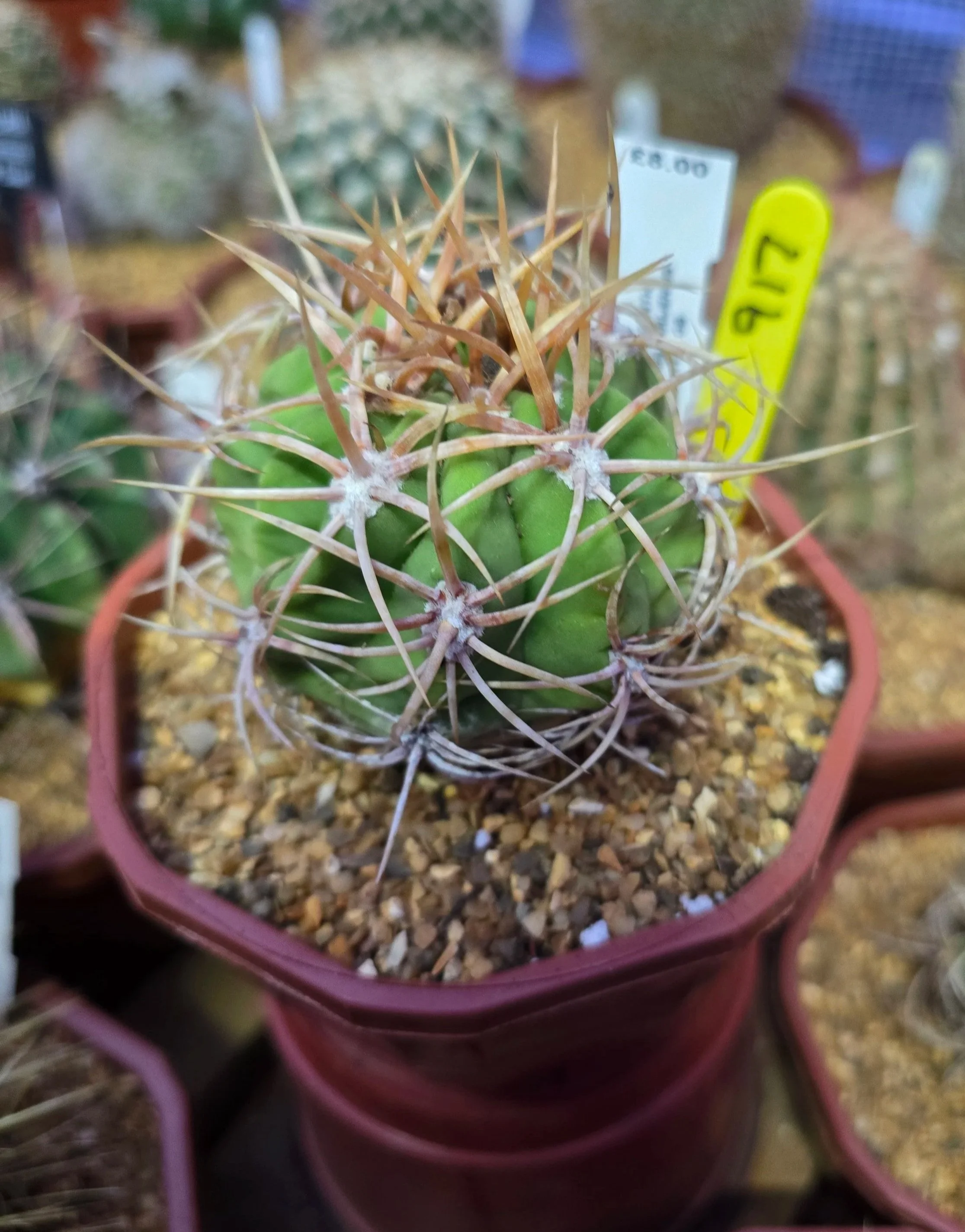 WILLIAMS CACTUS