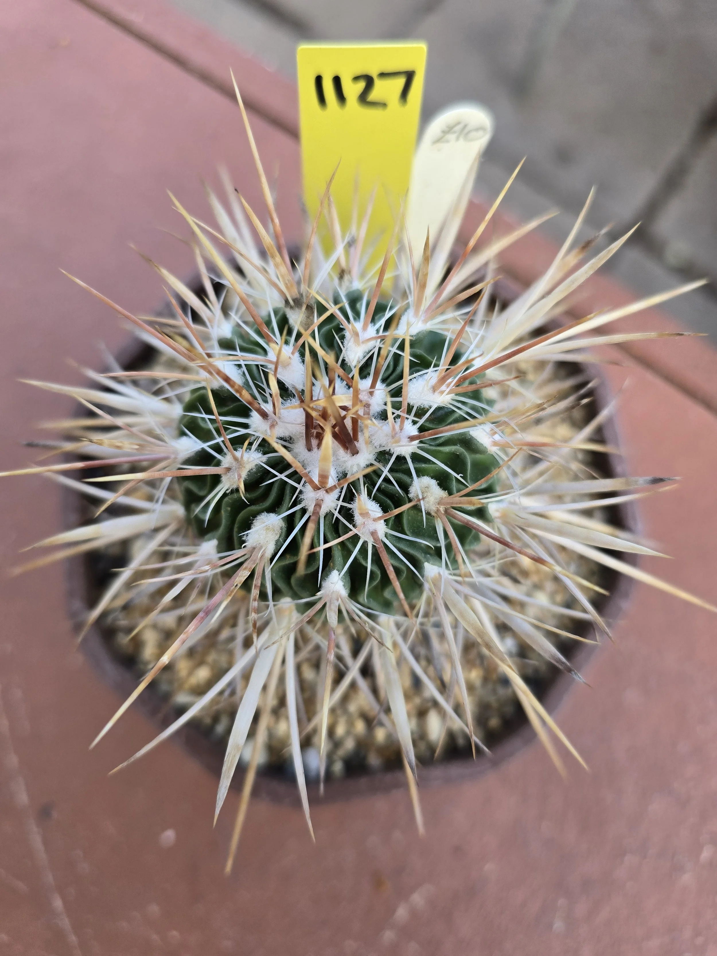 STENOCACTUS