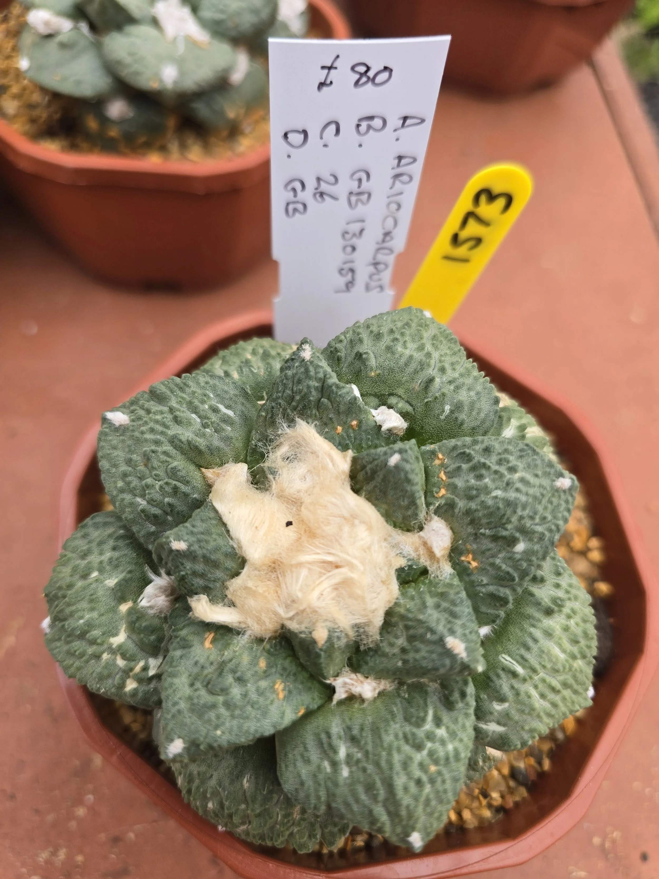 ARIOCARPUS