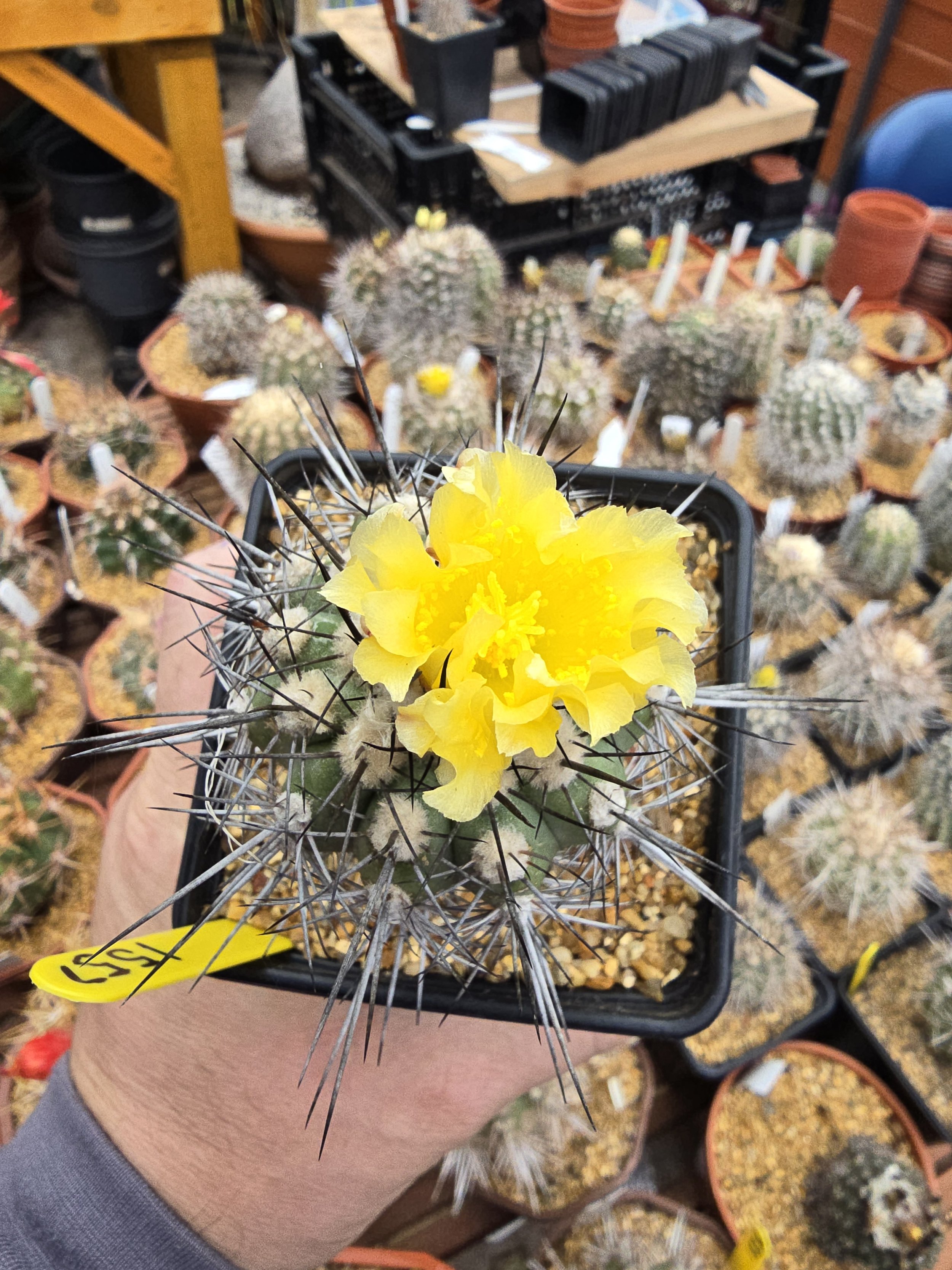 Copiapoa