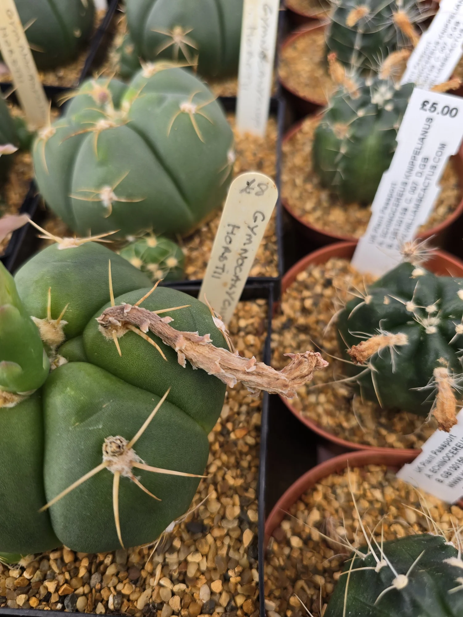 GYMNOCALYCIUM HORSTII  Williams Cactus