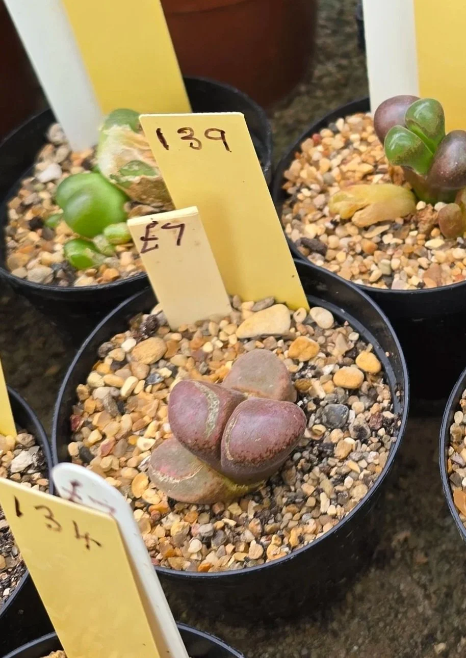 Conophytum - Unknown Name