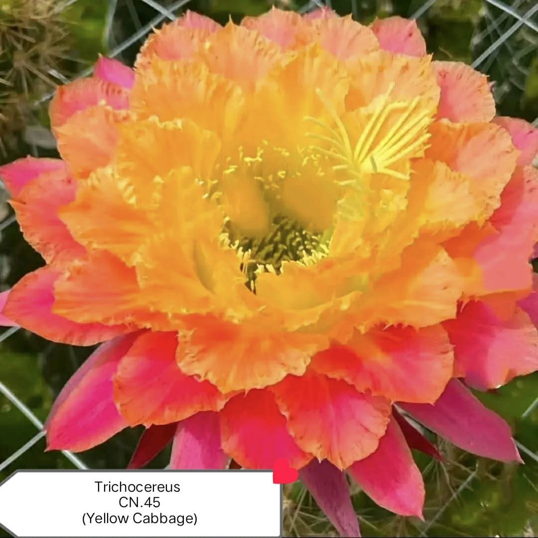 TRICHOCEREUS CN45 THAI HYBRID