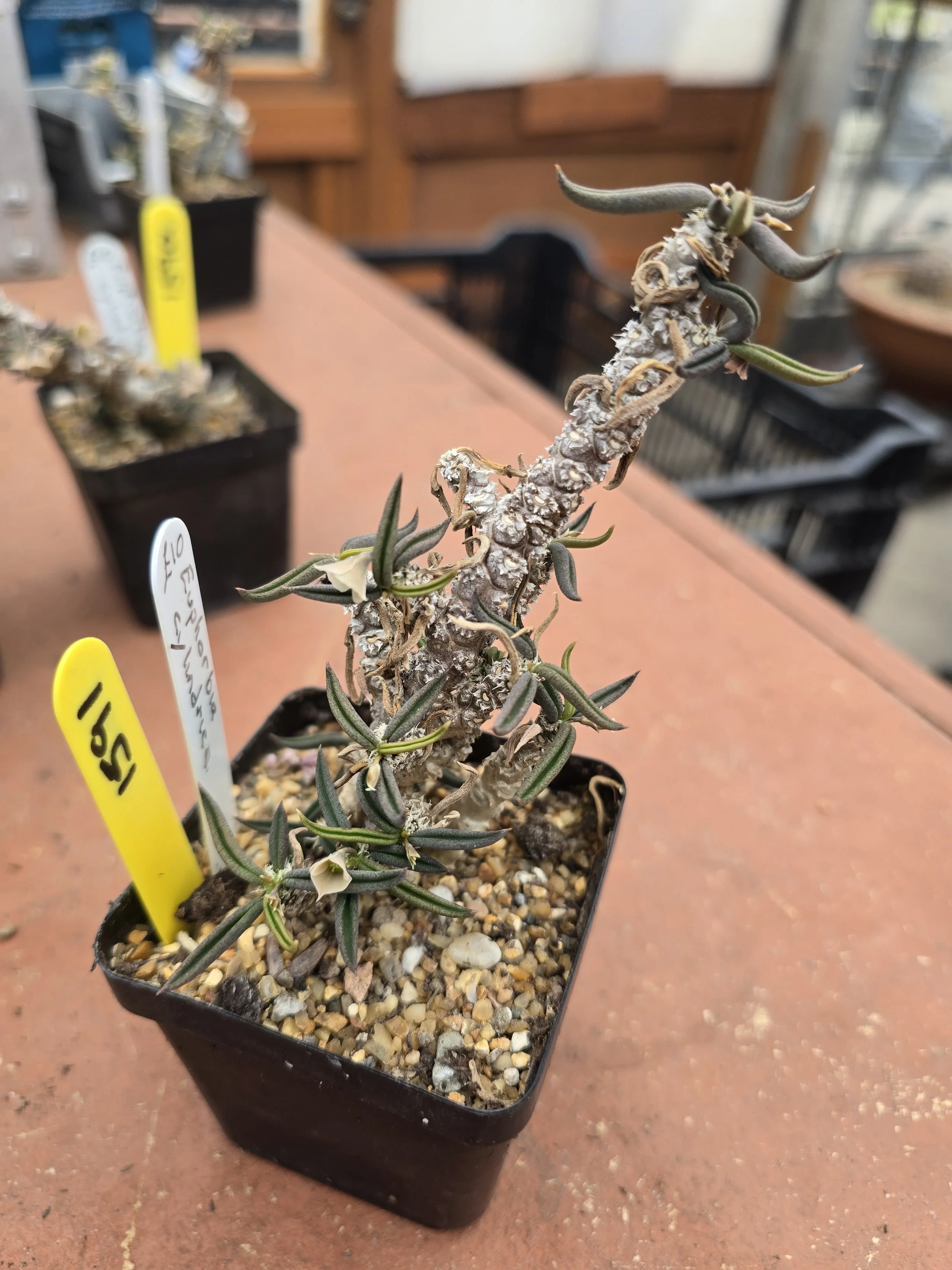 EUPHORBIA CYLINDRICA
