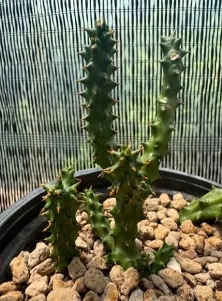 EDITHCOLEA+GRANDIS+PRANBURI+ATTRACTION.jpg