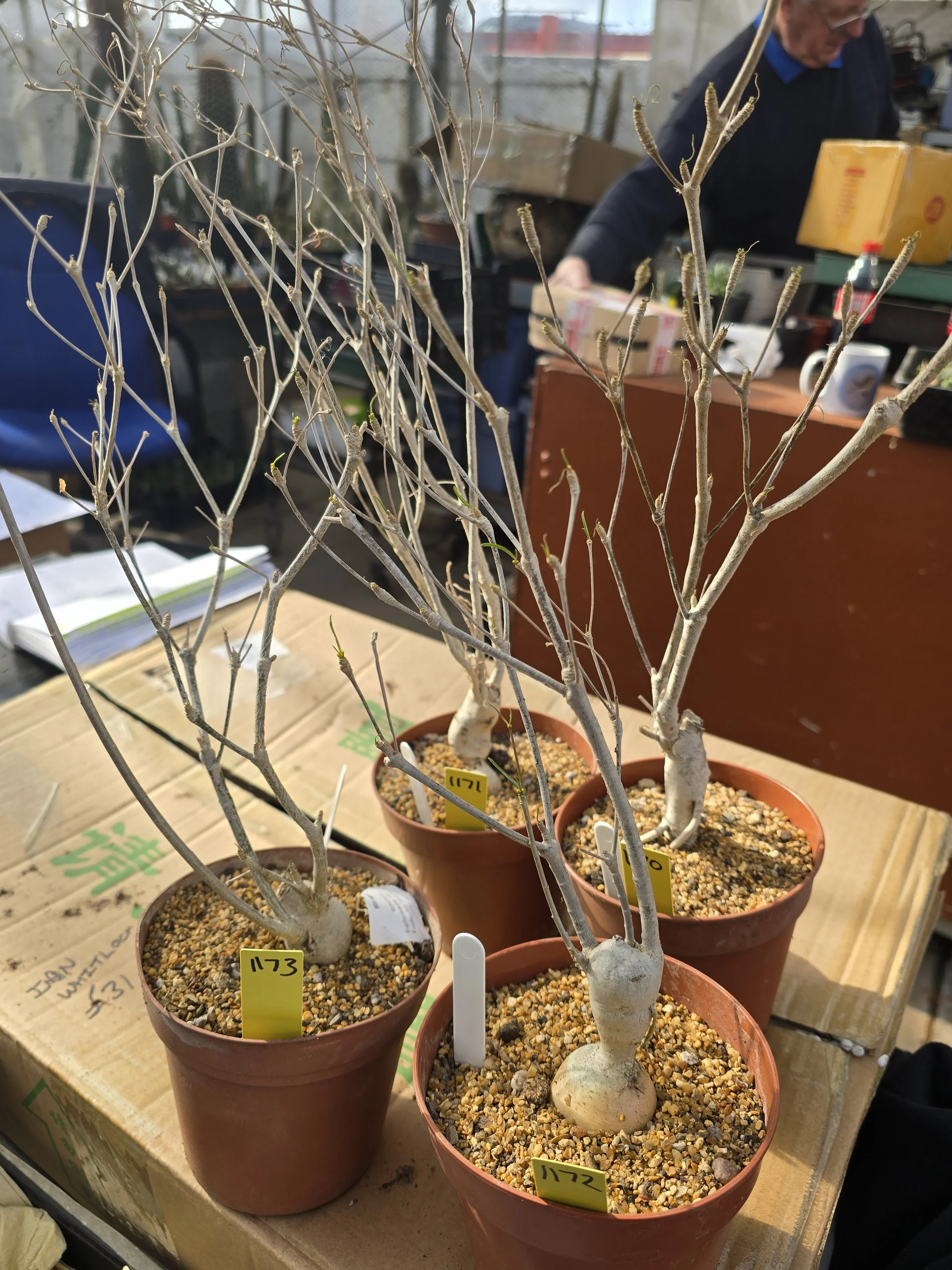 Euphorbia hedyotoides