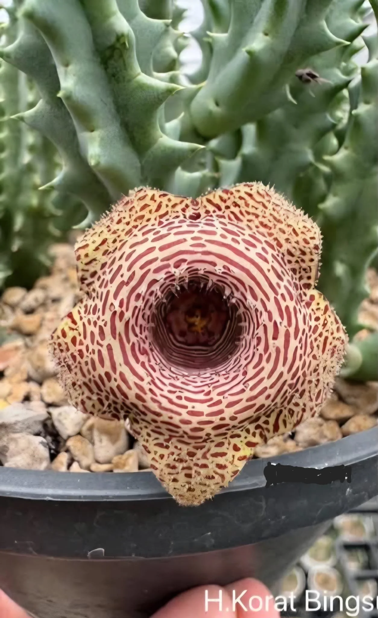 HUERNIA KORAT BINGSU