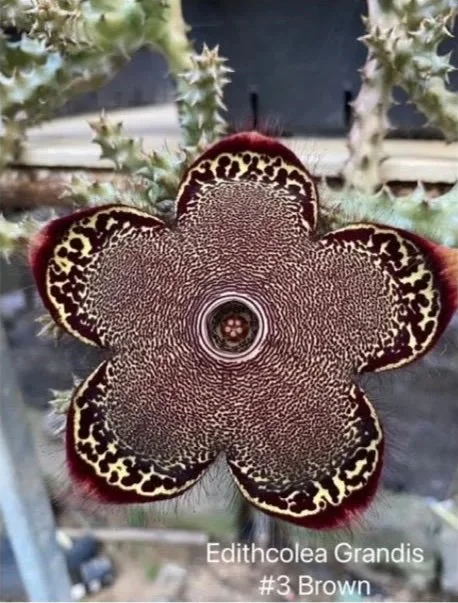 EDITHCOLEA+GRANDIS+%233+BROWN+WILLIAMS CACTUS.jpg