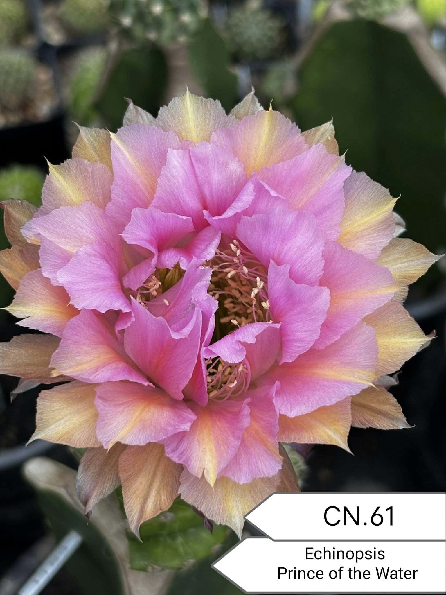 Echinopsis ‘Prince of the Water’ CN.61 Thai Hybrid