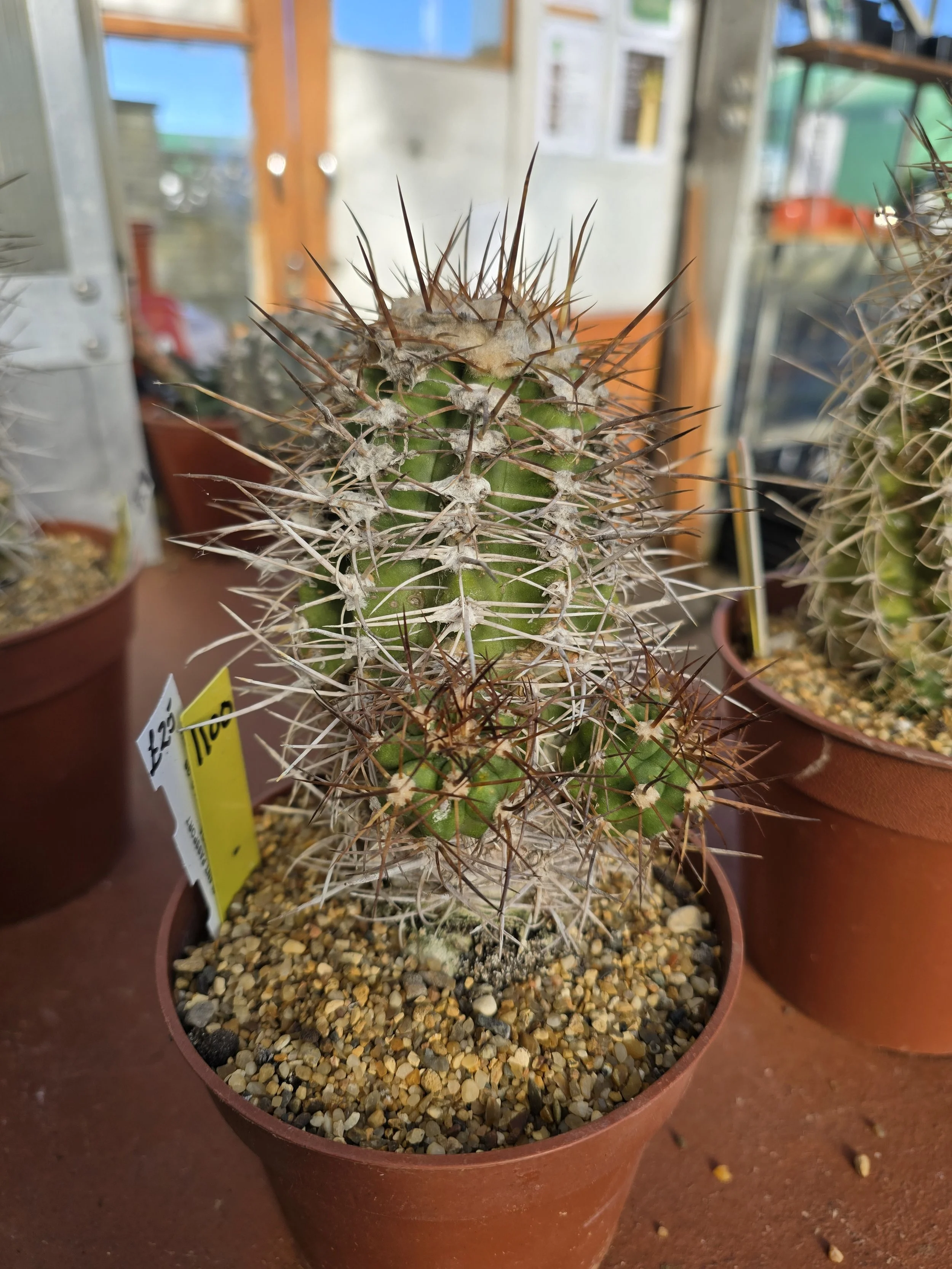 COPIAPOA