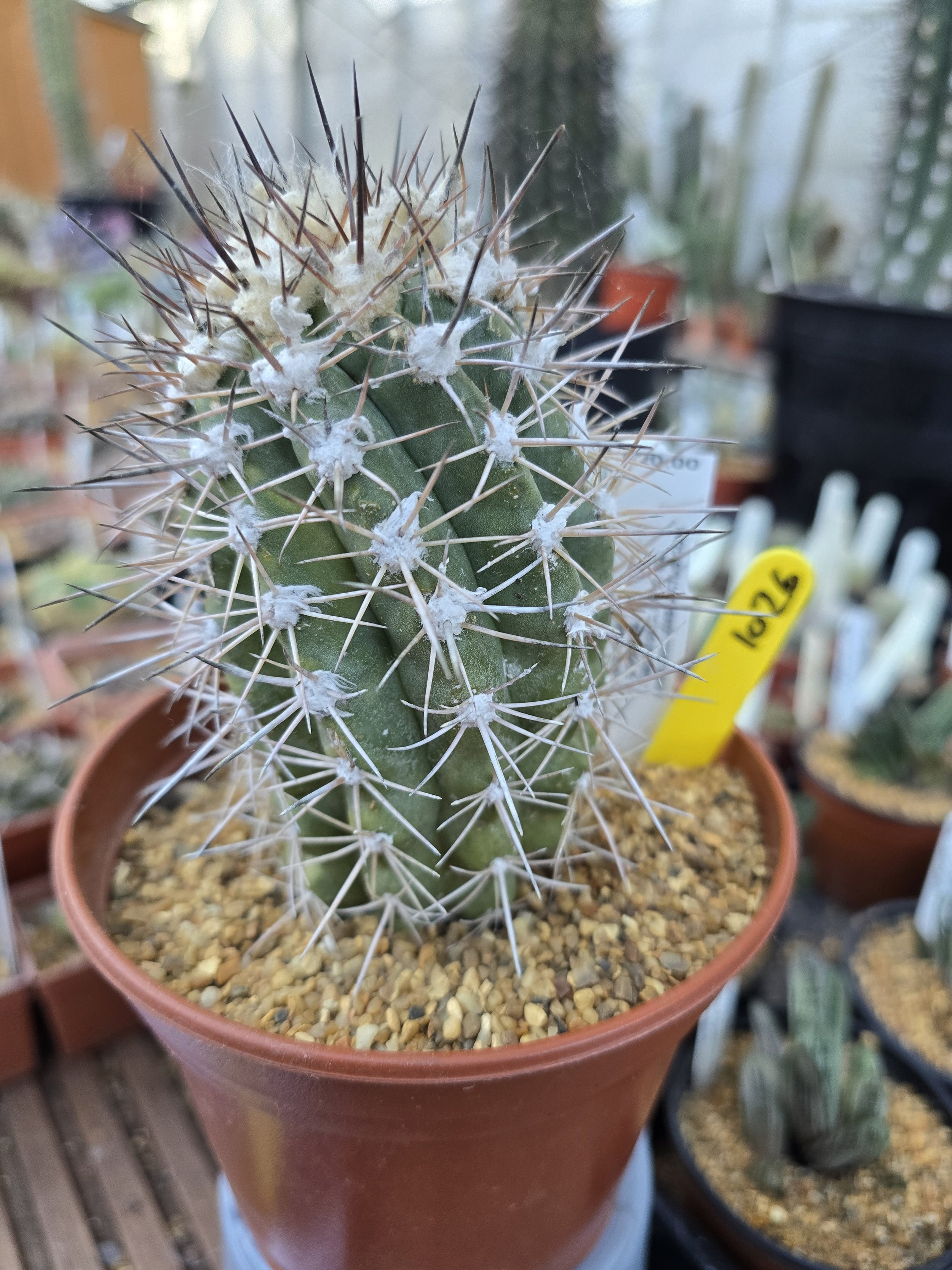 COPIAPOA