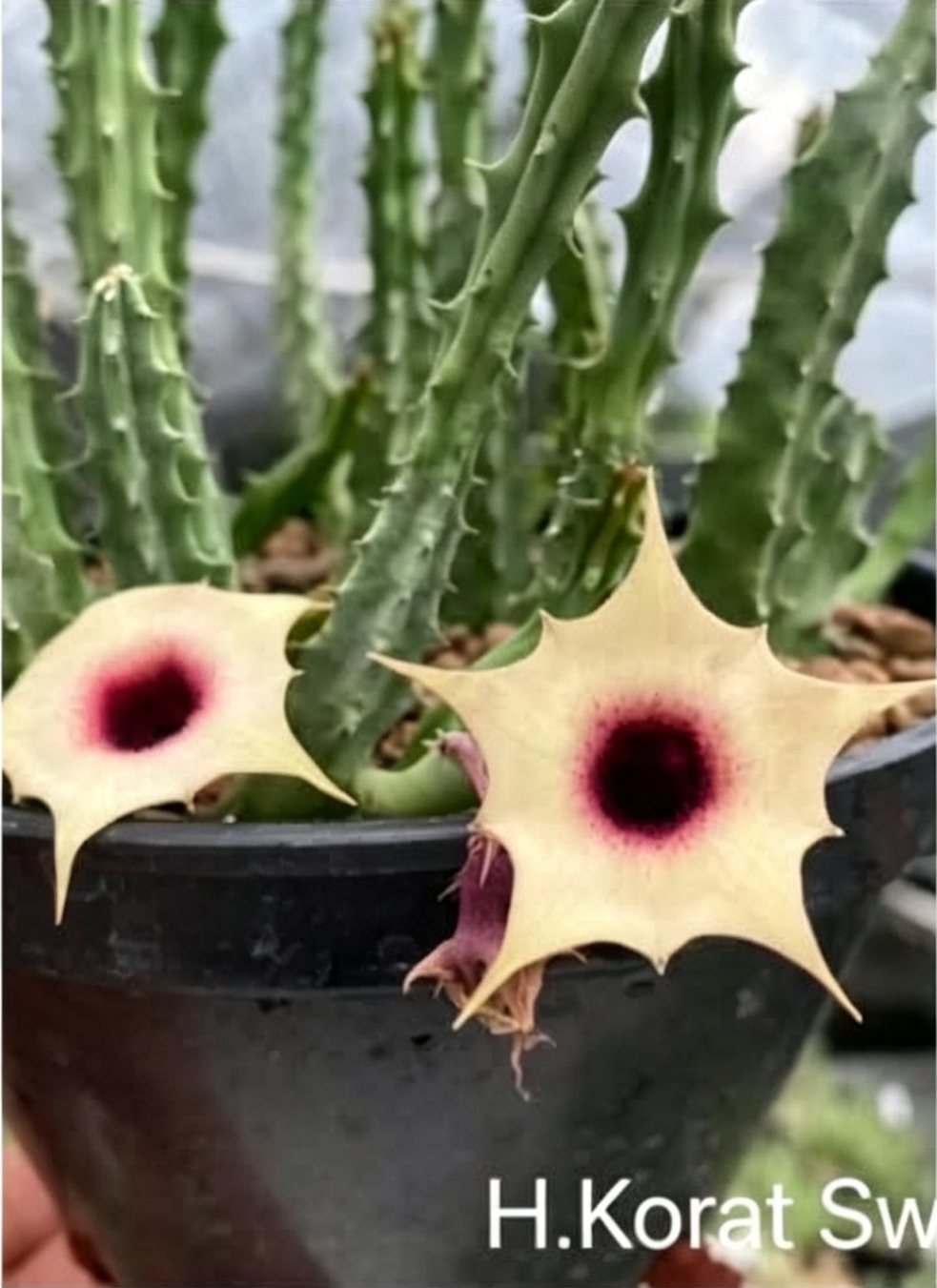HUERNIA KORAT SWEET GIRL
