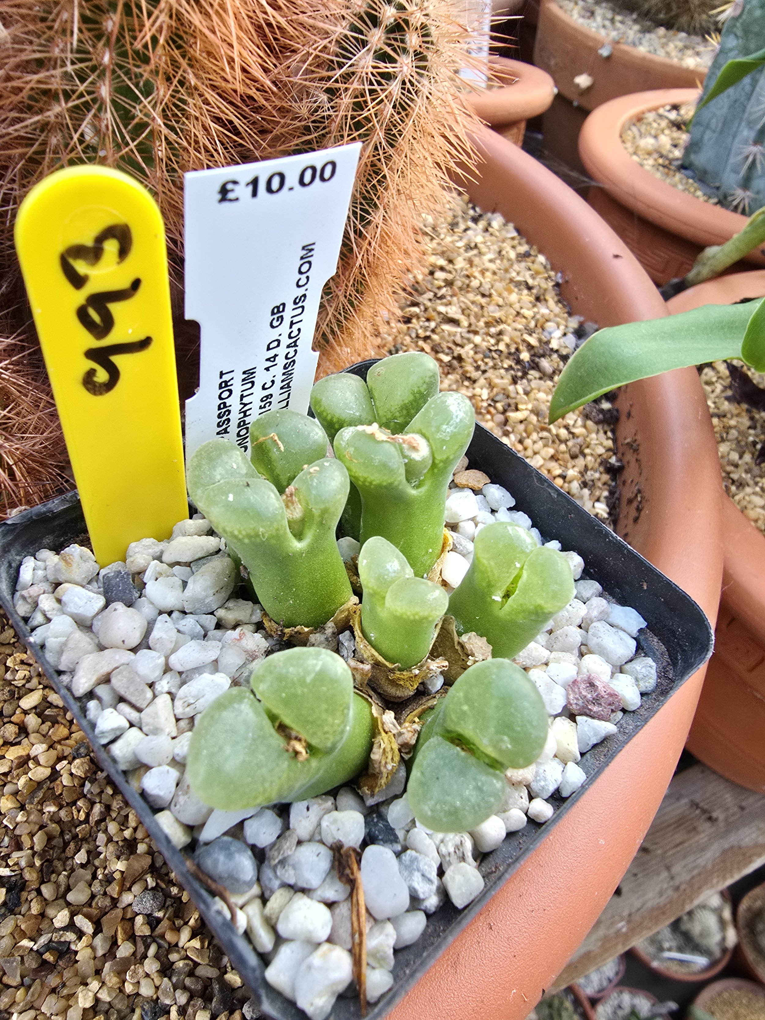 993 CONOPHYTUM.jpg