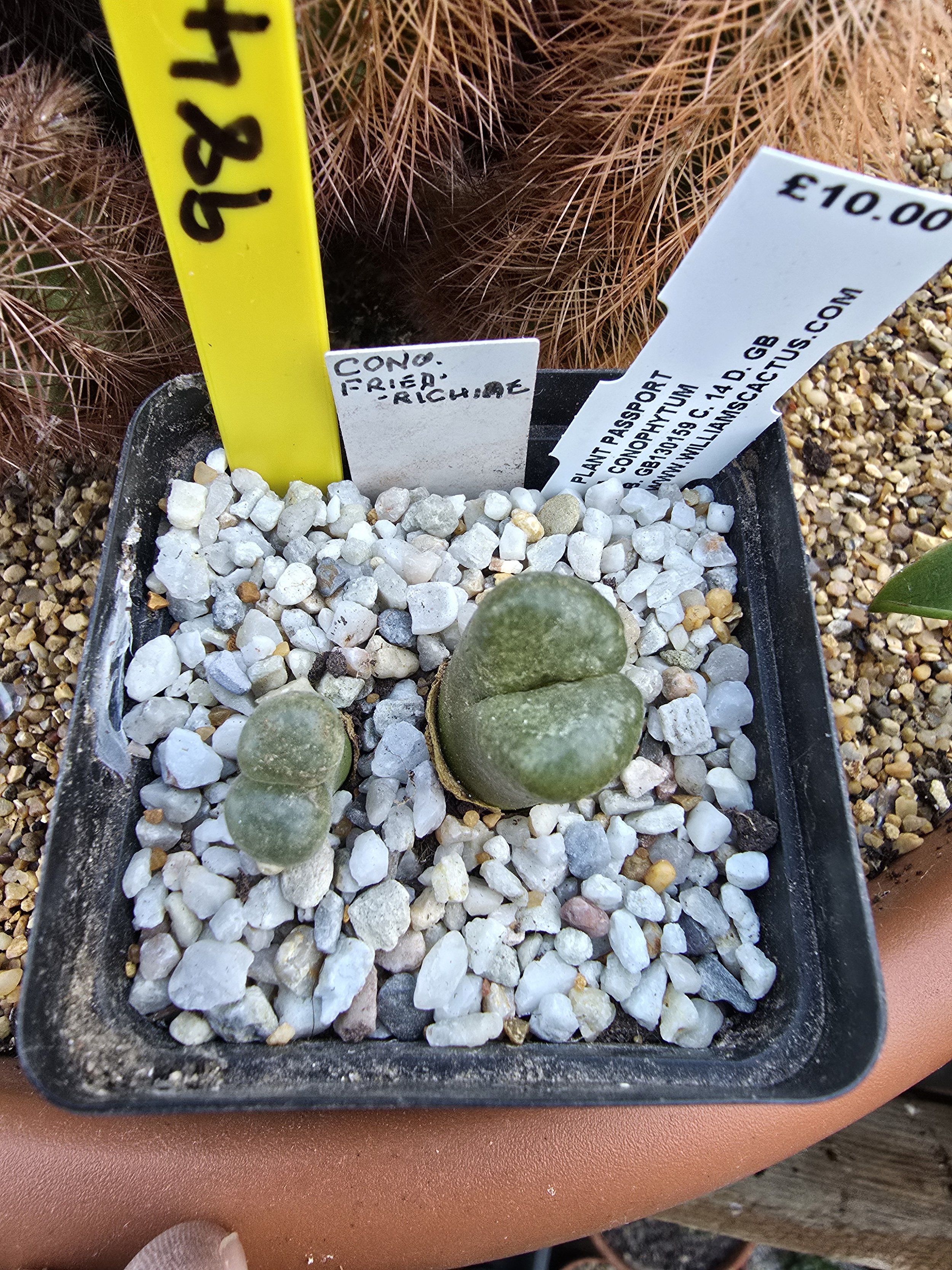Conophytum friedrichiae