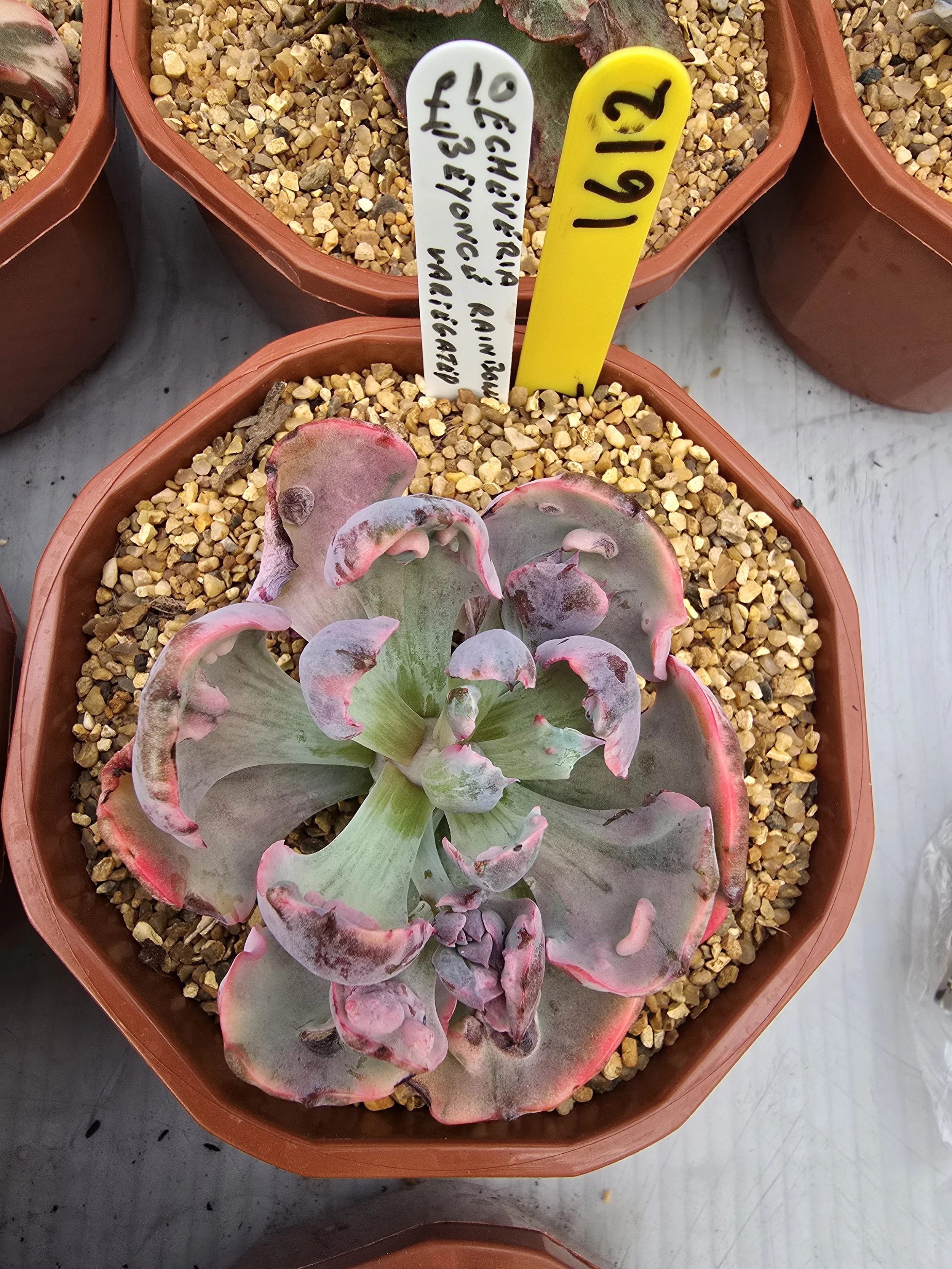 Echeveria Beyonce Rainbow variegated