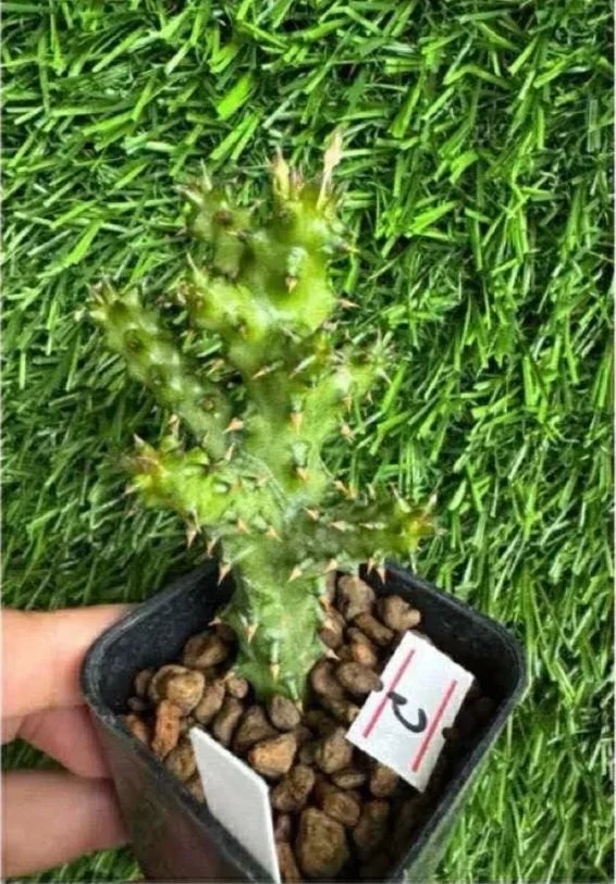 EDITHCOLEA+GRANDIS+%235.jpg