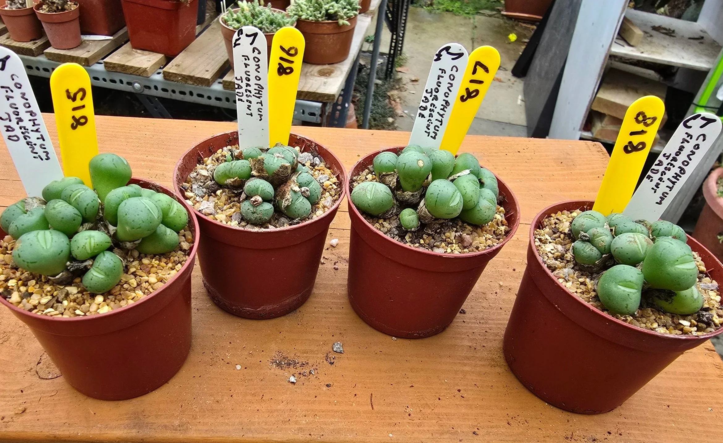 CONOPHYTUM FLUORESCENT JADE
