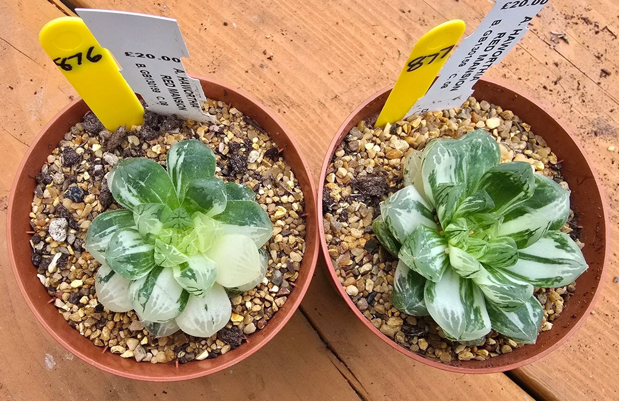 HAWORTHIA RED MANSION