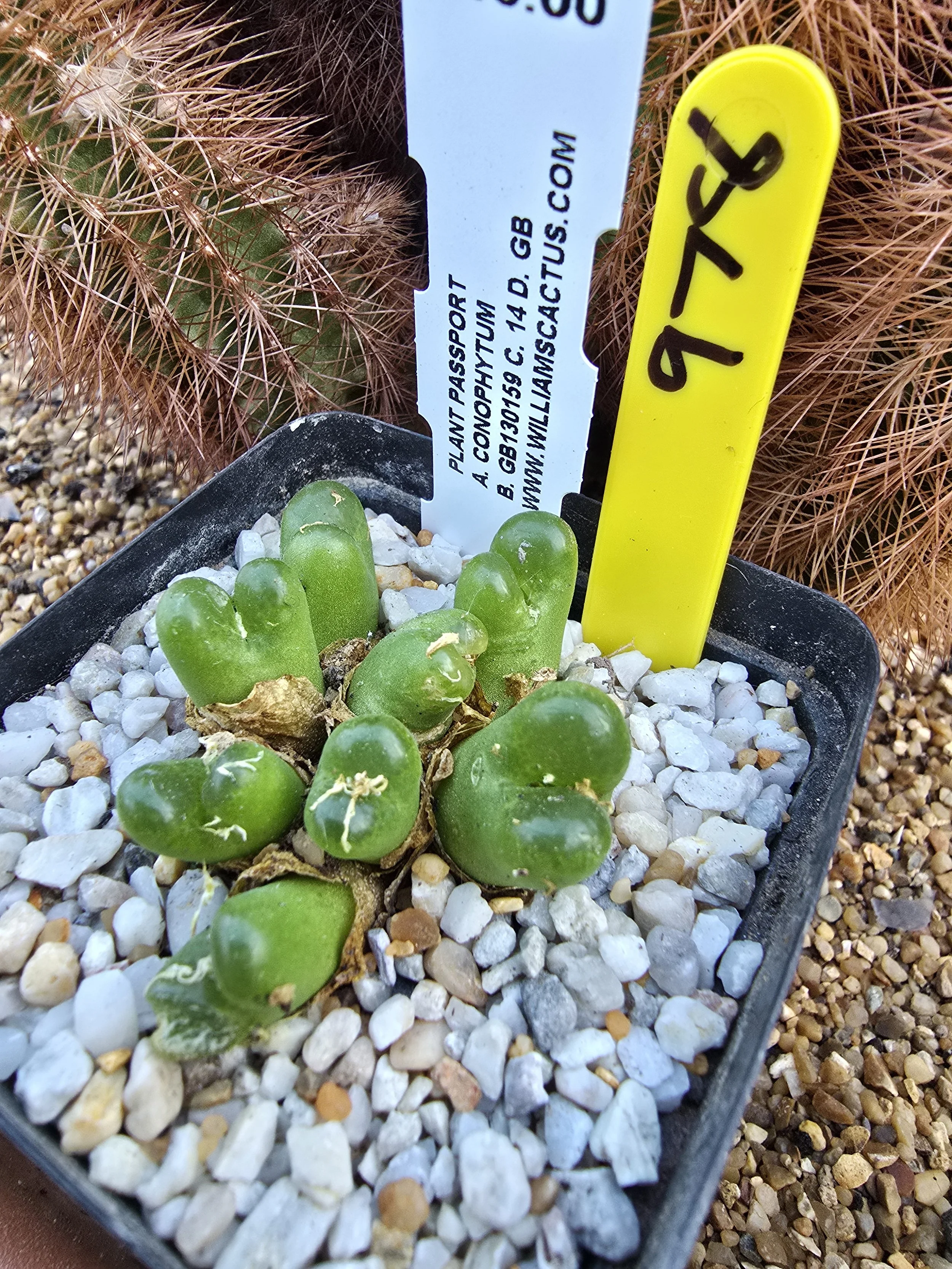 CONOPHYTUM