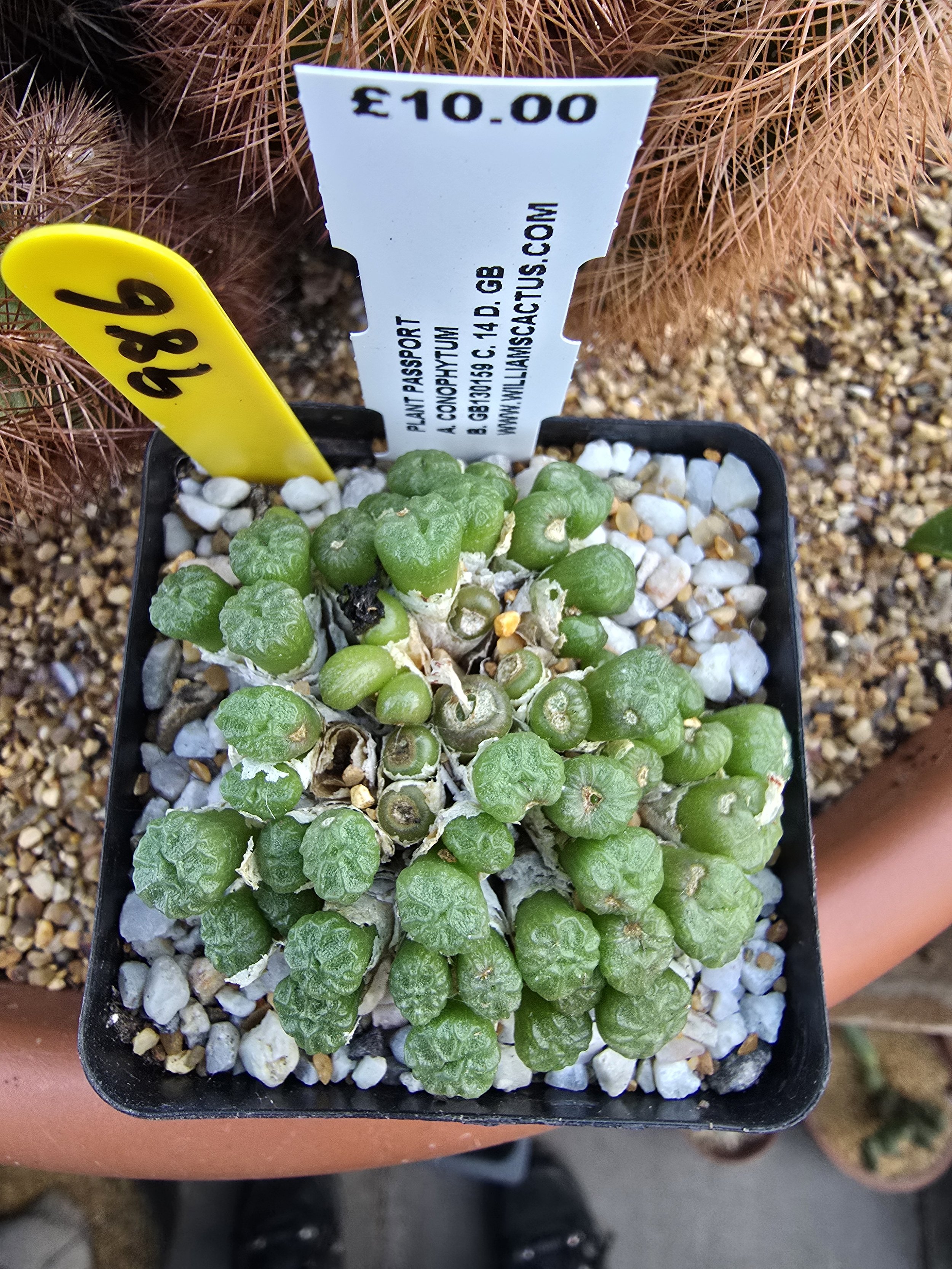 WILLIAMSCACTUS.COM