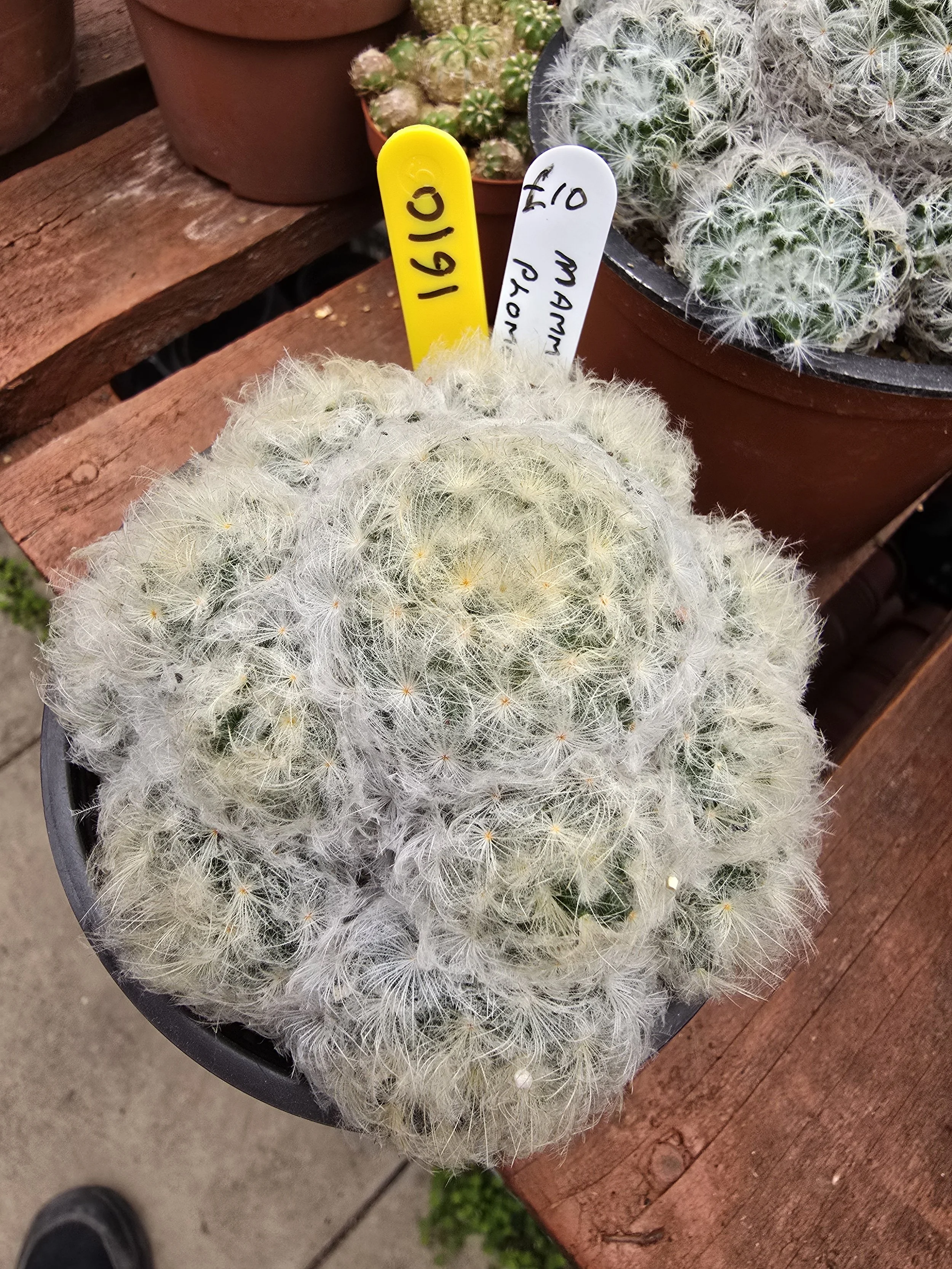 MAMMILLARIA PLUMOSA