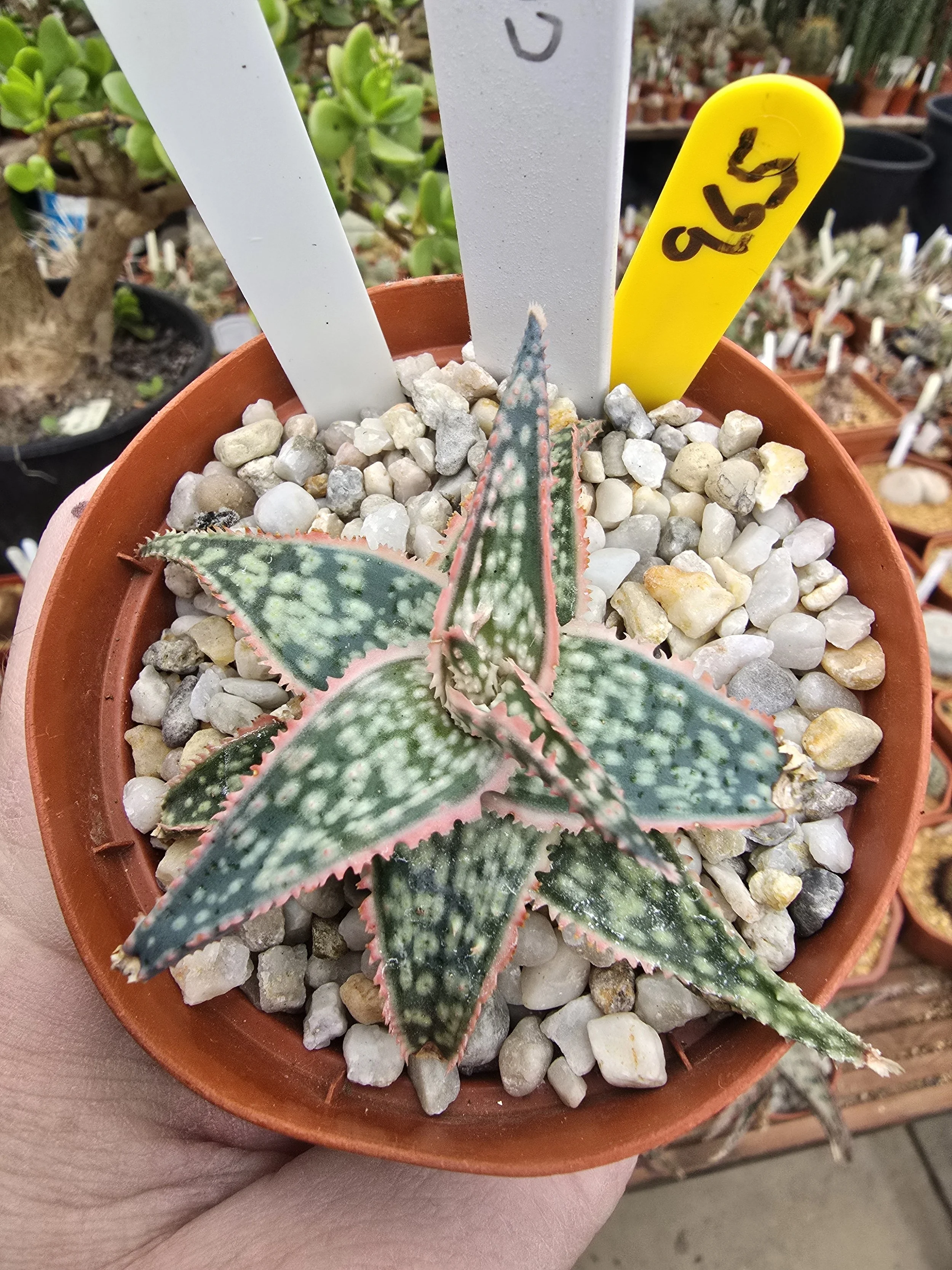 ALOE CV DONNIE