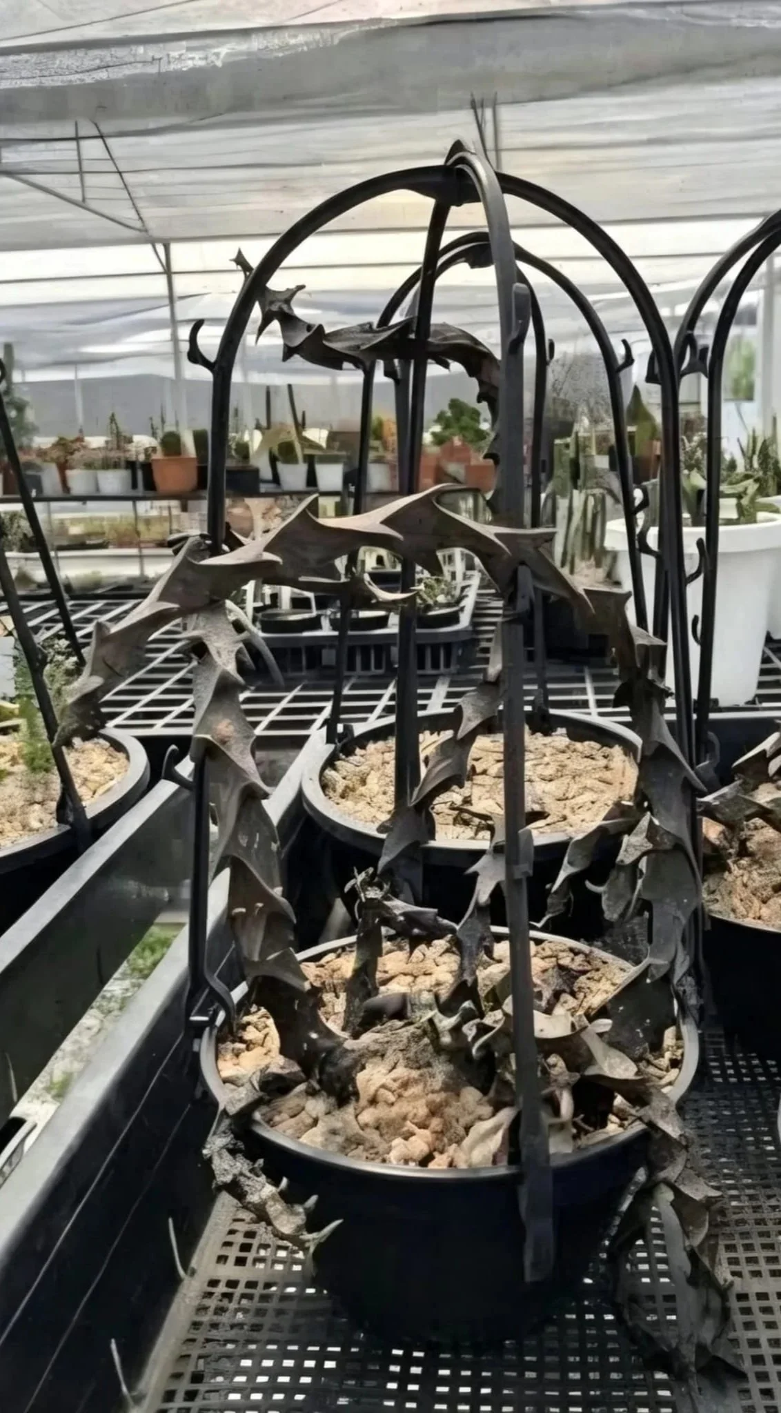 Ceropegia Aramandii