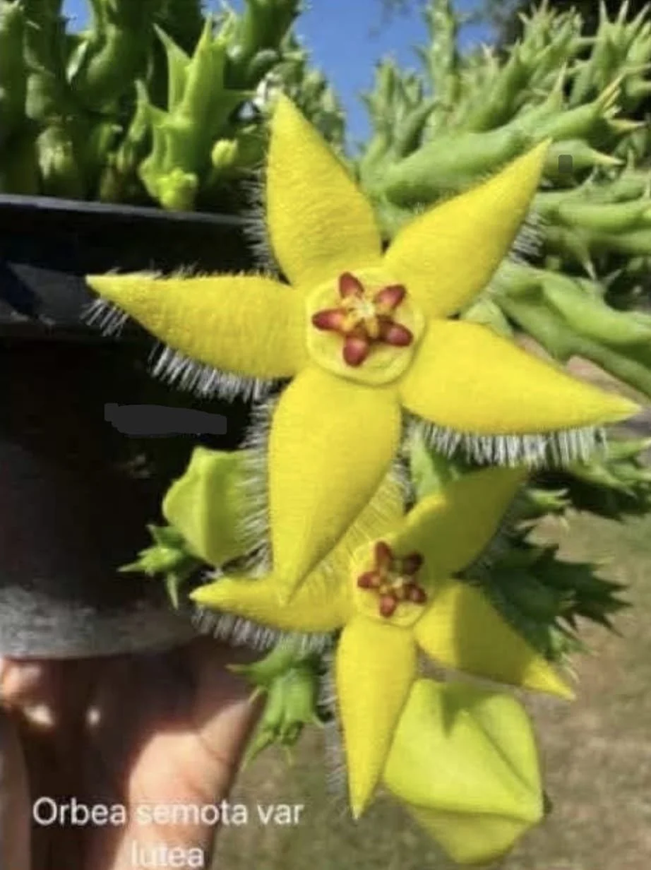 ORBEA SEMOTA VAR LUTEA