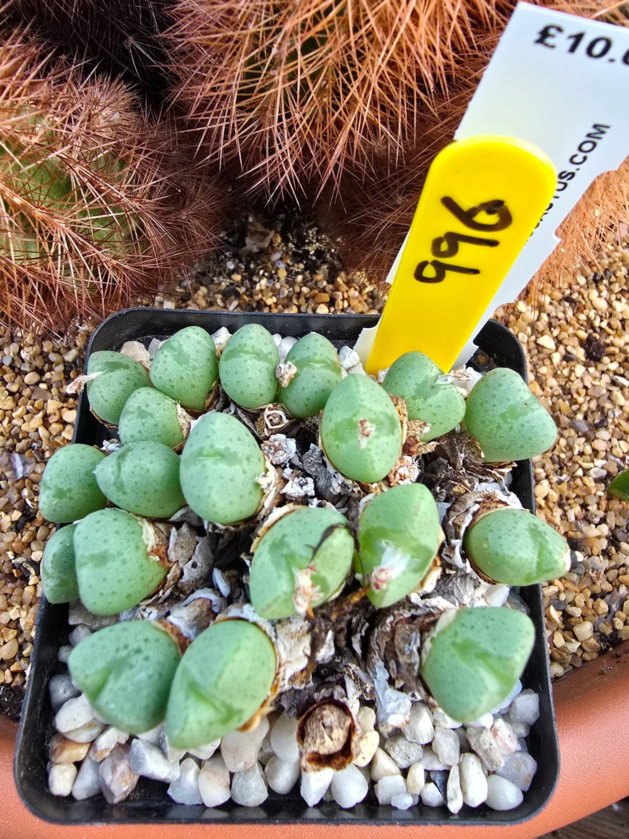 CONOPHYTUM