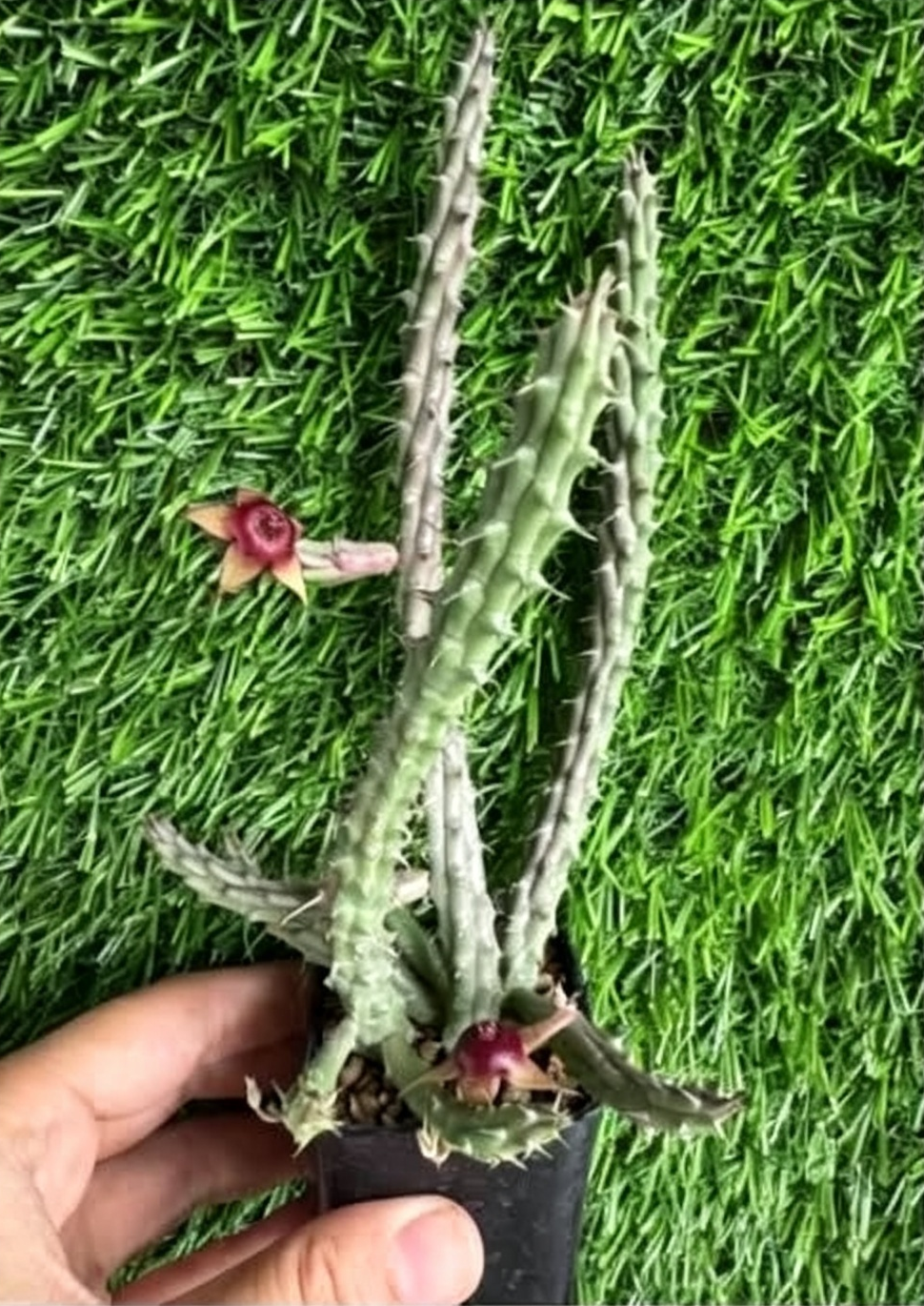 HUERNIA+PROCUMBENS+HYBRID+%28RED%29.png