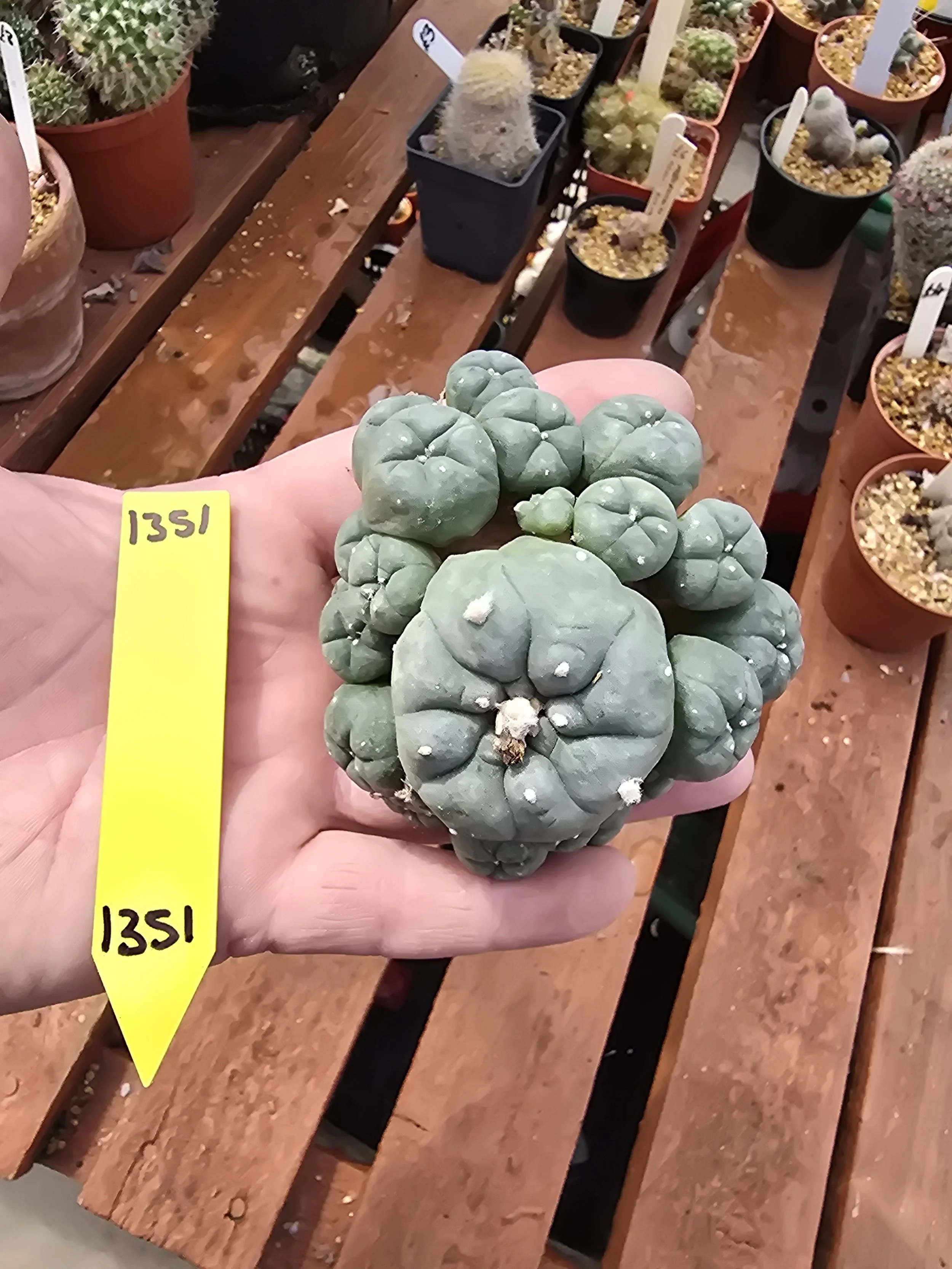 Lophophora williamsii var. caespitosa