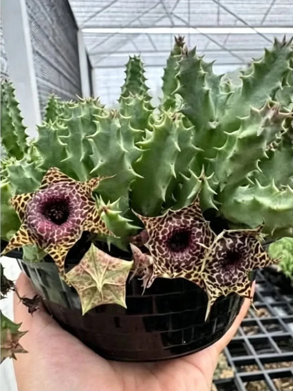 HUERNIA PRANBURI PATTURN