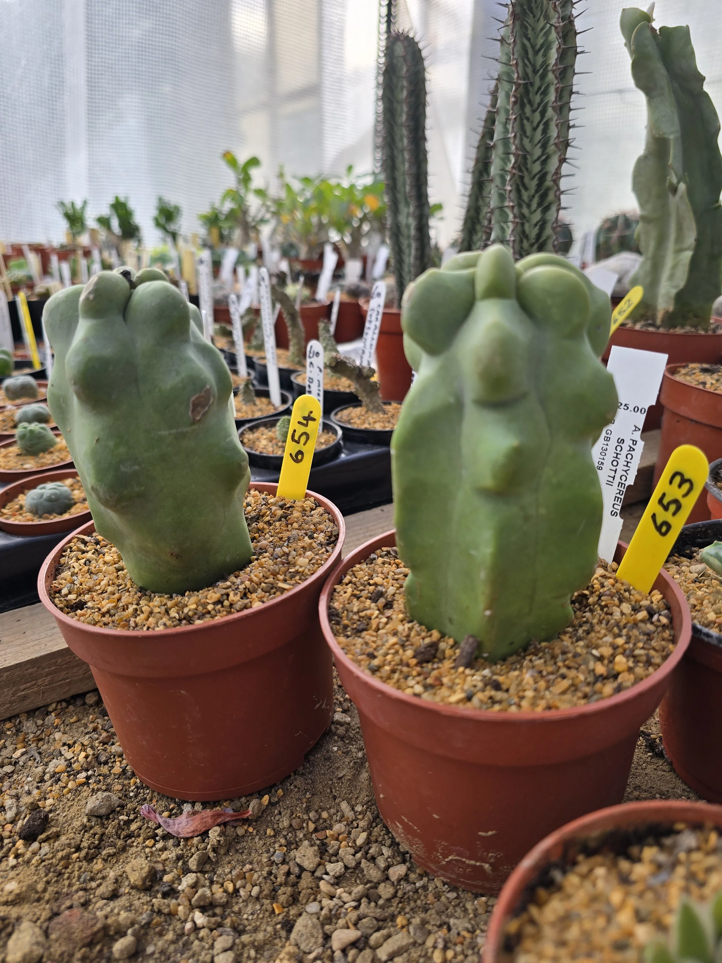 PACHYCEREUS SCHOTTII