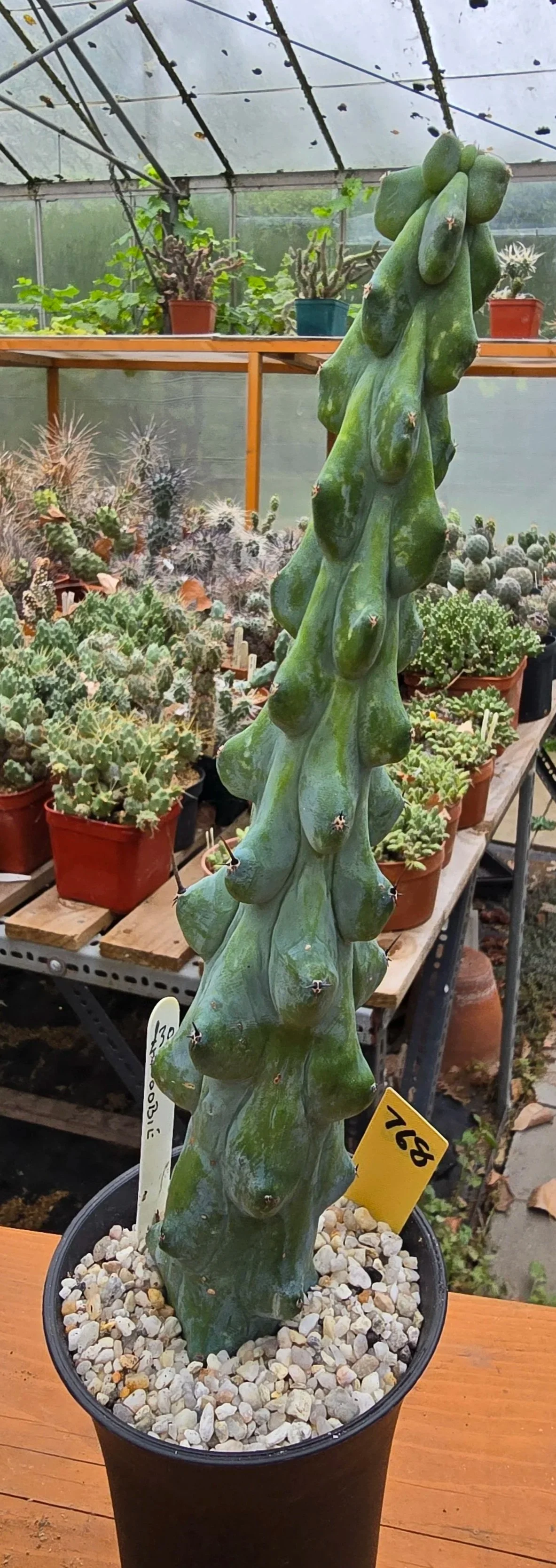 BOOBIE CACTUS 250MM Williams Cactus