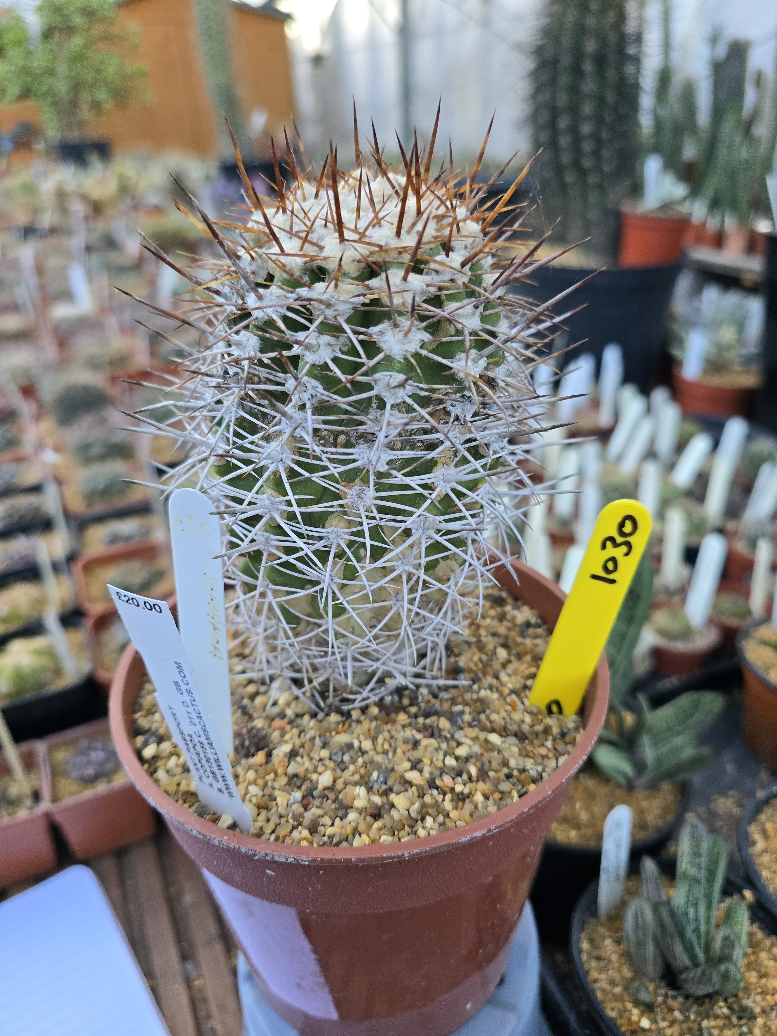 COPIAPOA