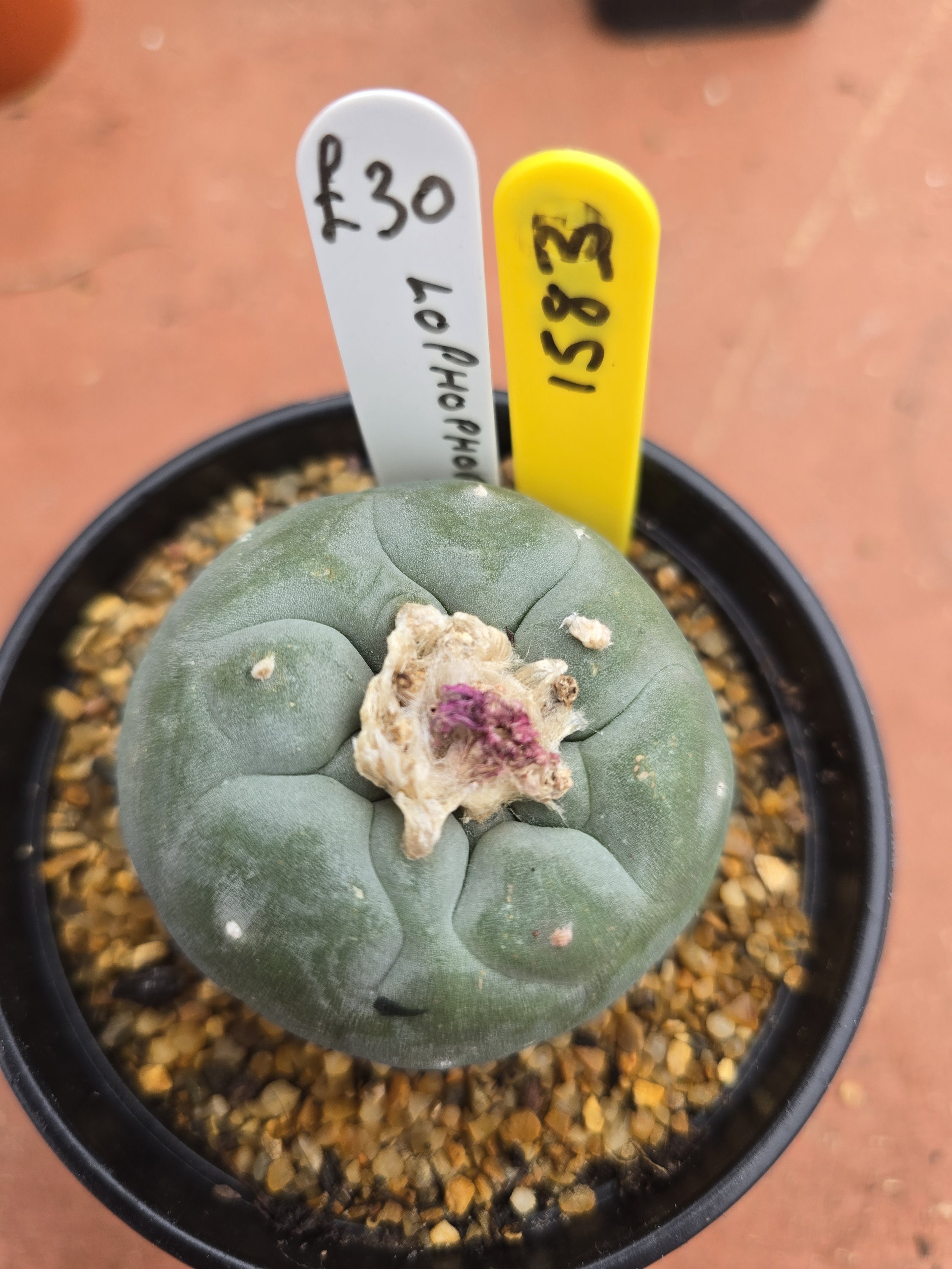 LOPHOPHORA WILLIAMSII