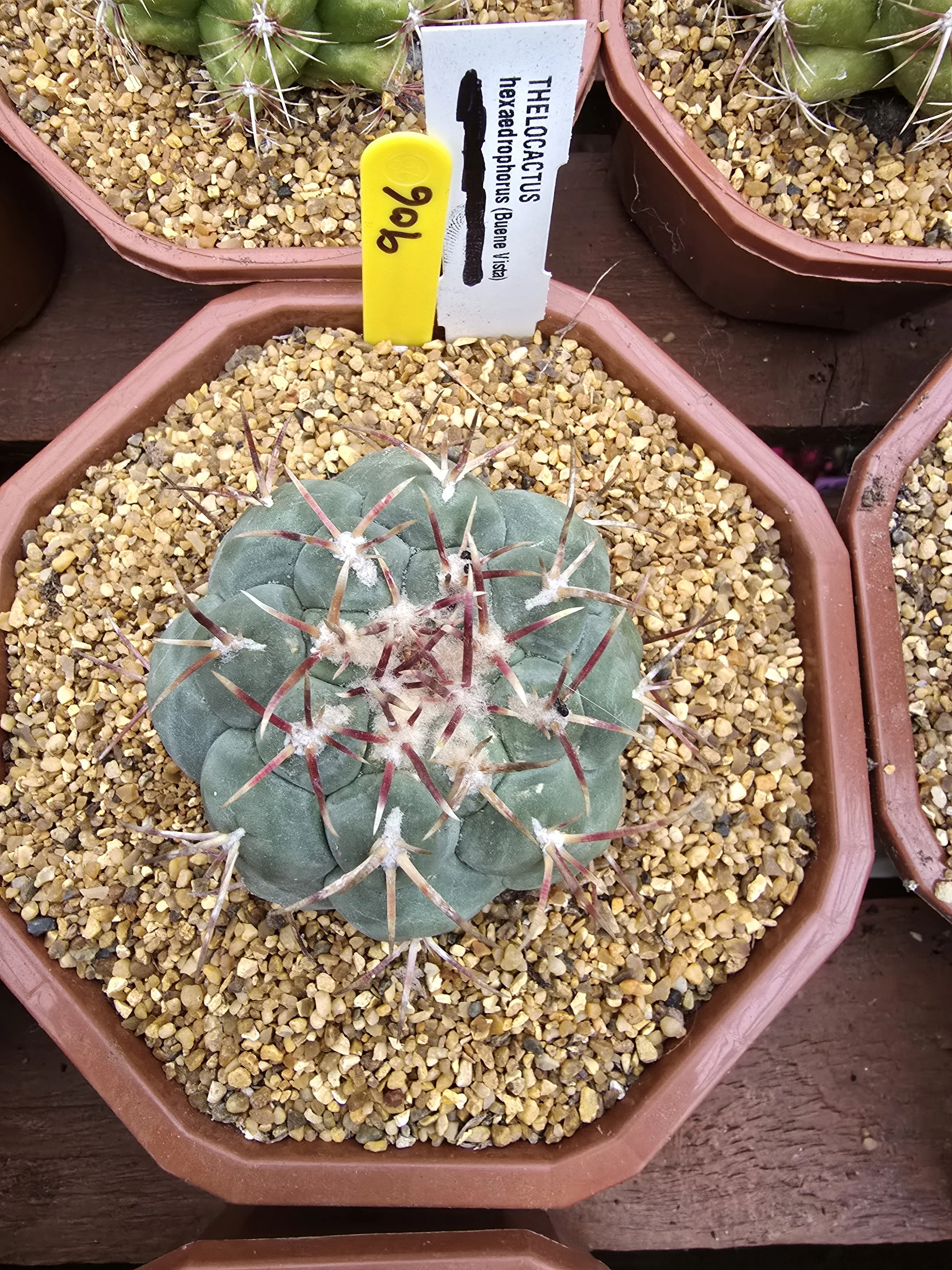THELOCACTUS HEXAEDROPHORUS BUENE VISTA