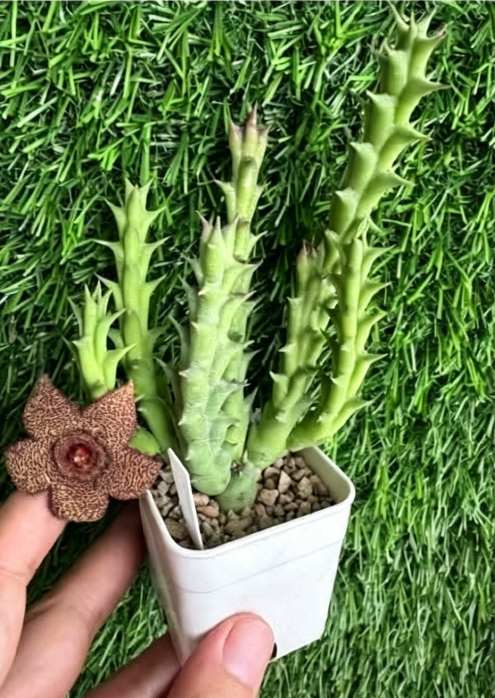 ORBEA+VERRUCOSA+x+COOPERI.png