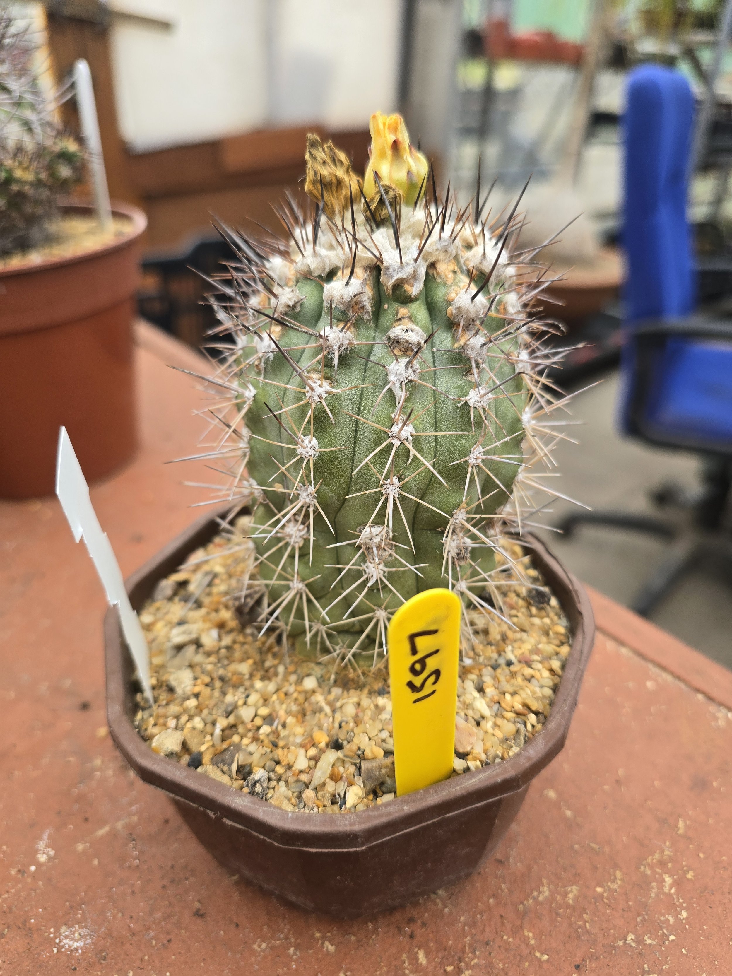 COPIAPOA