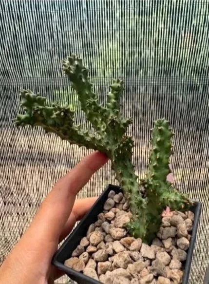 EDITHCOLEA+PRANBURI+-+M.jpg