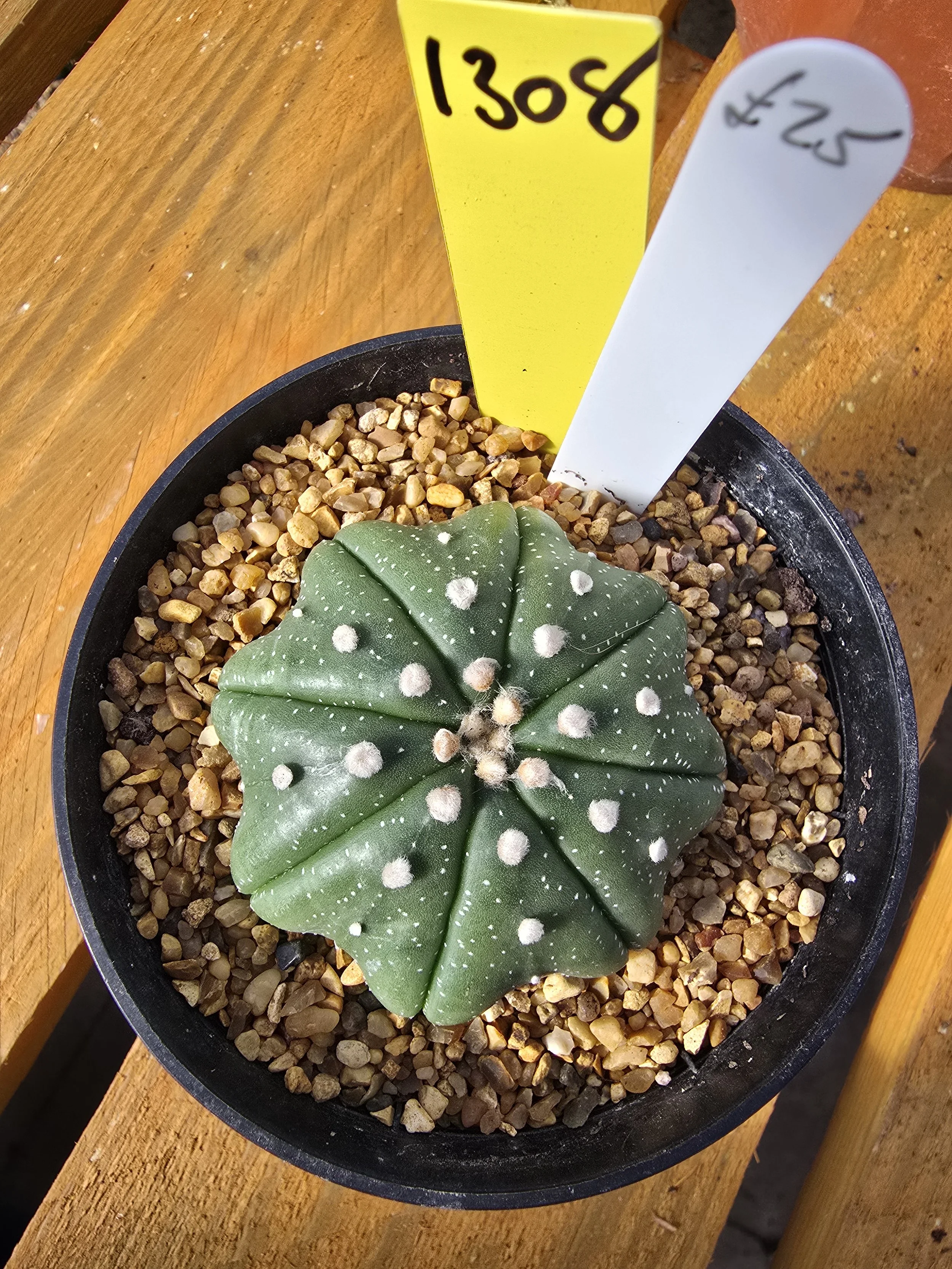 ASTROPHYTUM ASTERIAS CV. STAR SHAPED