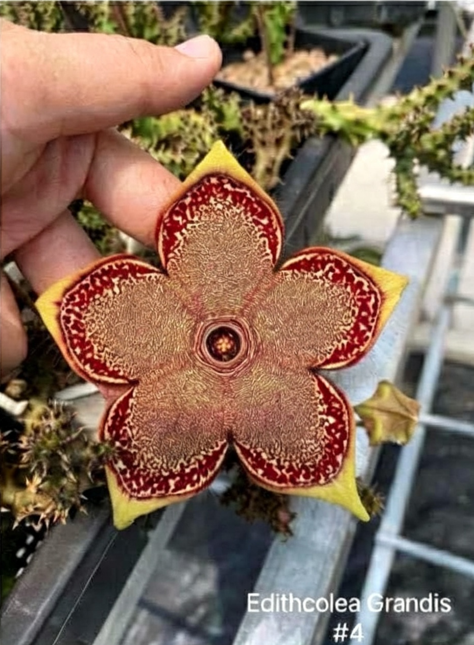EDITHCOLEA+GRANDIS.png