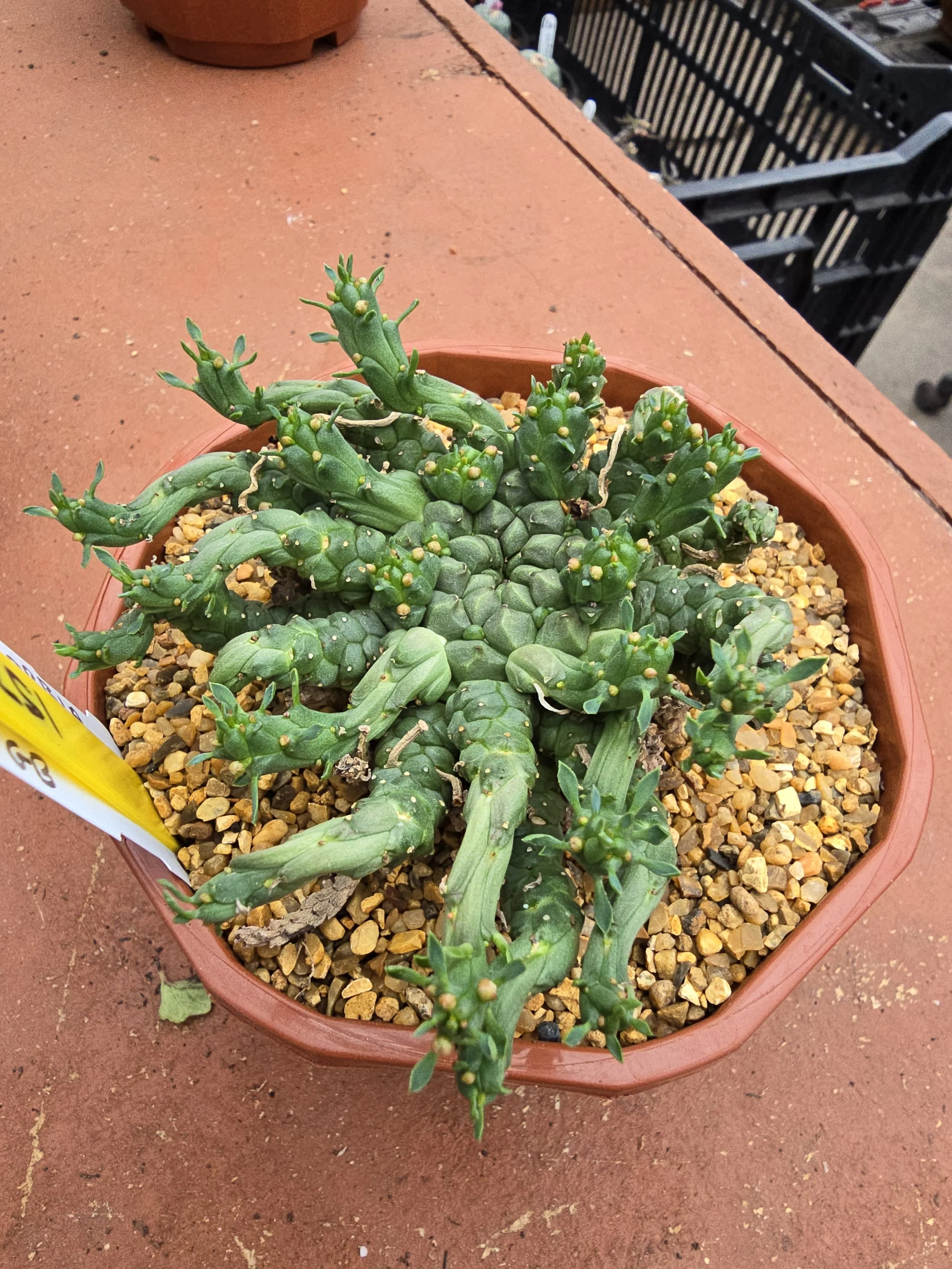 EUPHORBIA GORGONIS